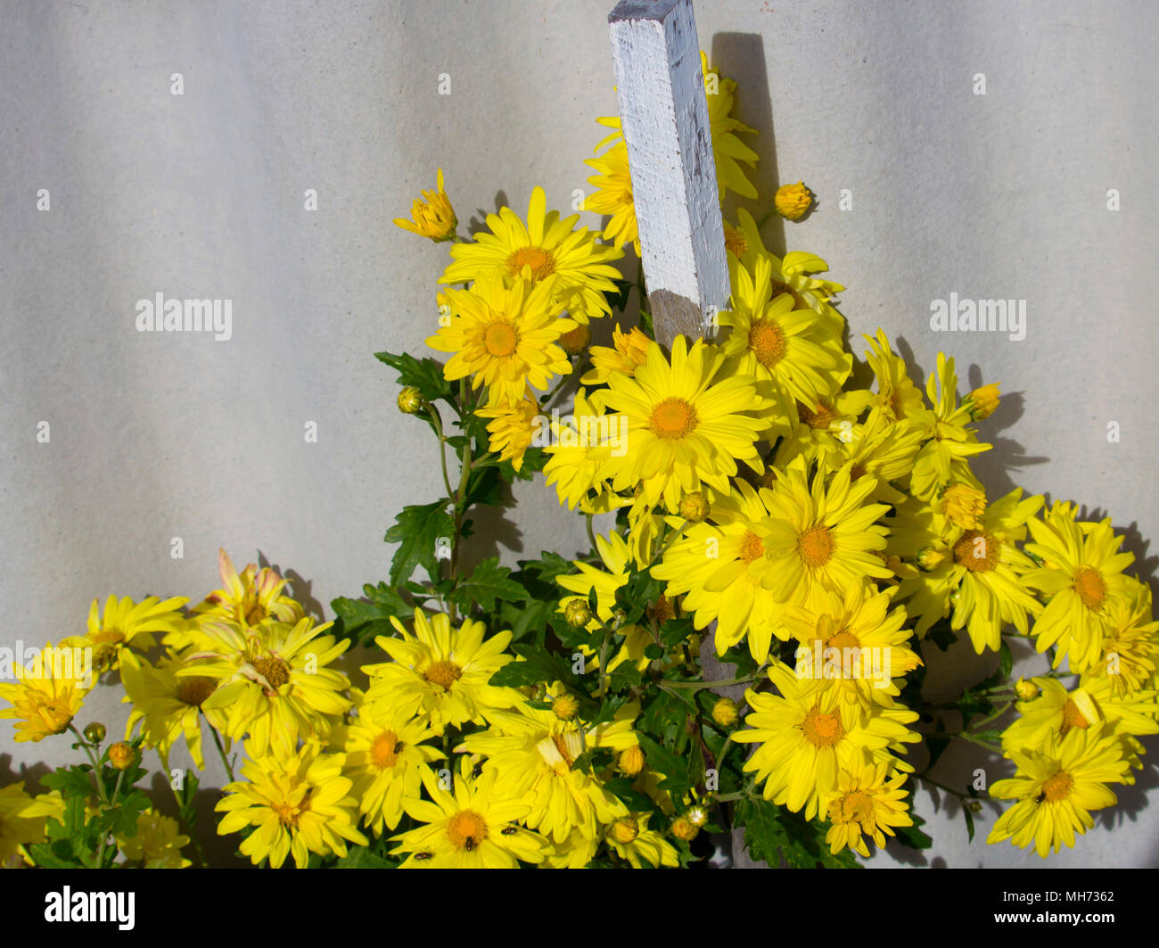 Chrysanthemums, mums or chrysanths,  yellow plants  of genus Chrysanthemum family Asteraceae   are used as a floral tribute to mums on mother's day. Stock Photo