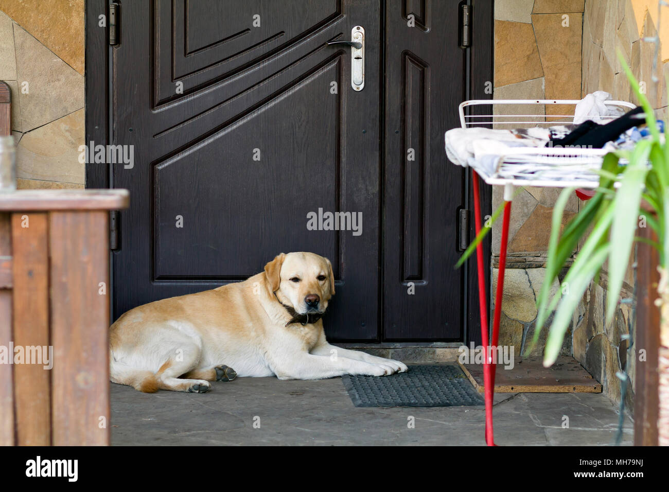 how big should a dog door be for a lab