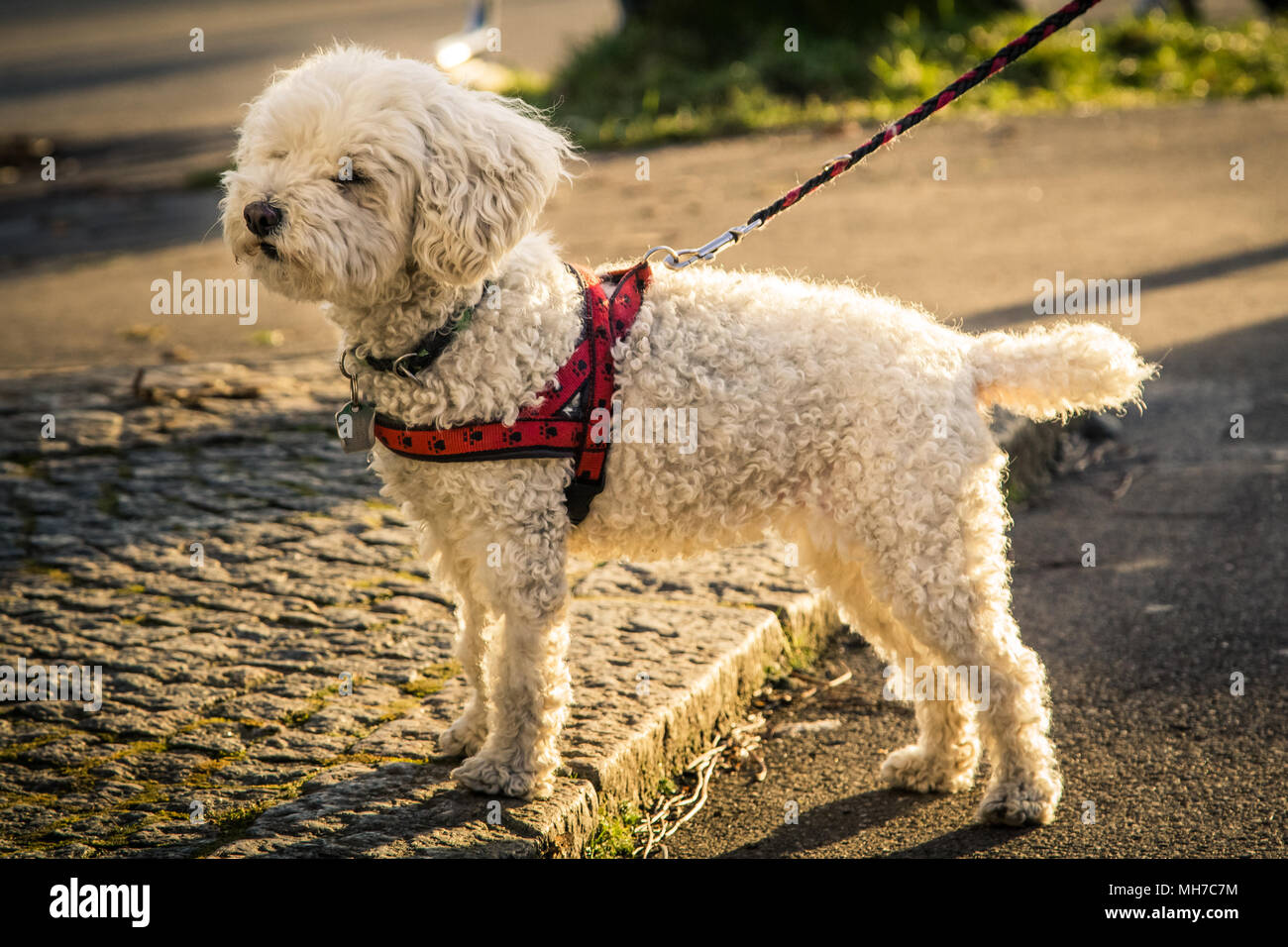 Dog with harness hi-res stock photography and images - Alamy