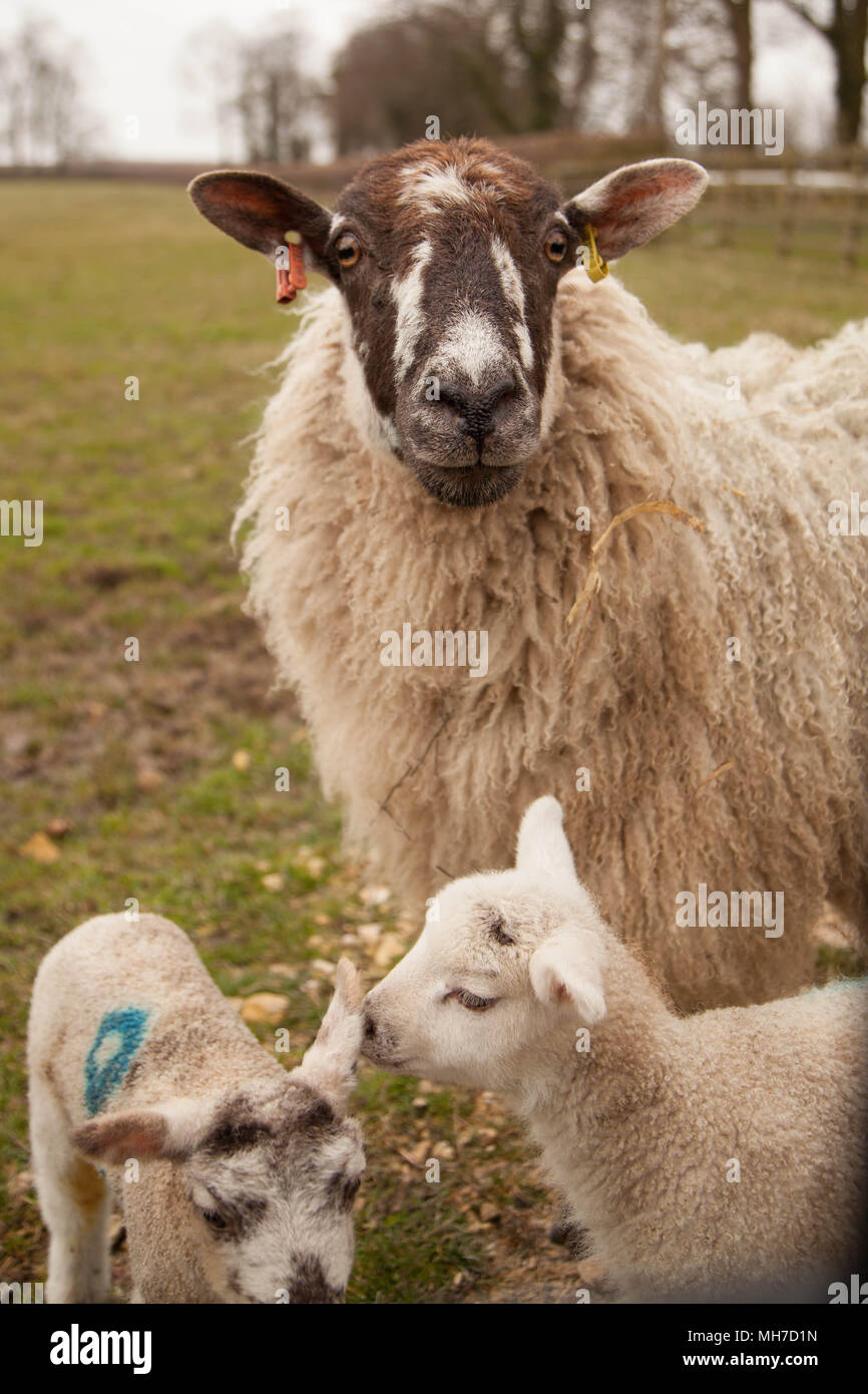 Baby lambs in field in Yorkshire at Hornington manor Stock Photo - Alamy