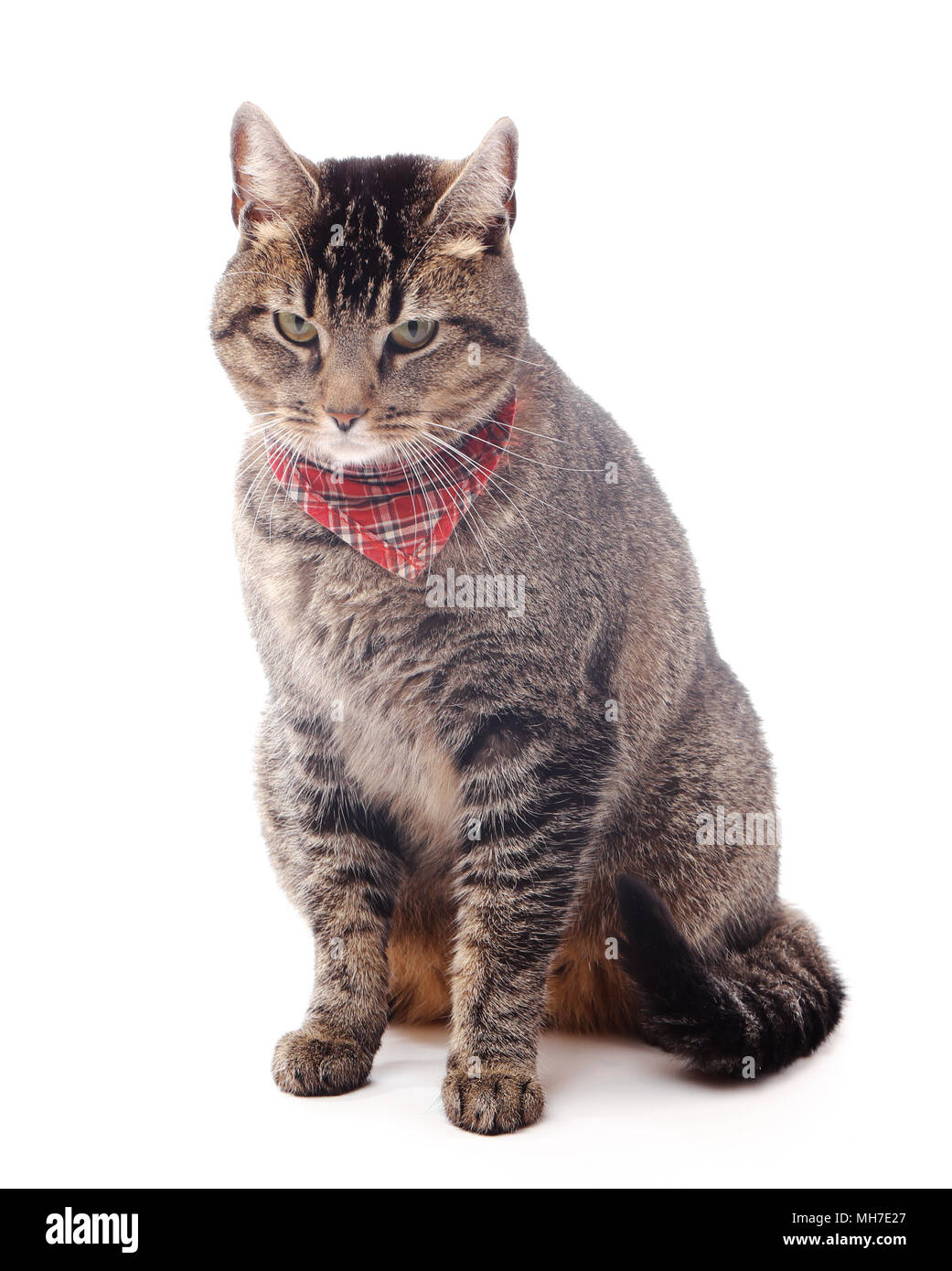 Domestic grey cat with red checkered scarf sitting isolated on white background. Stock Photo