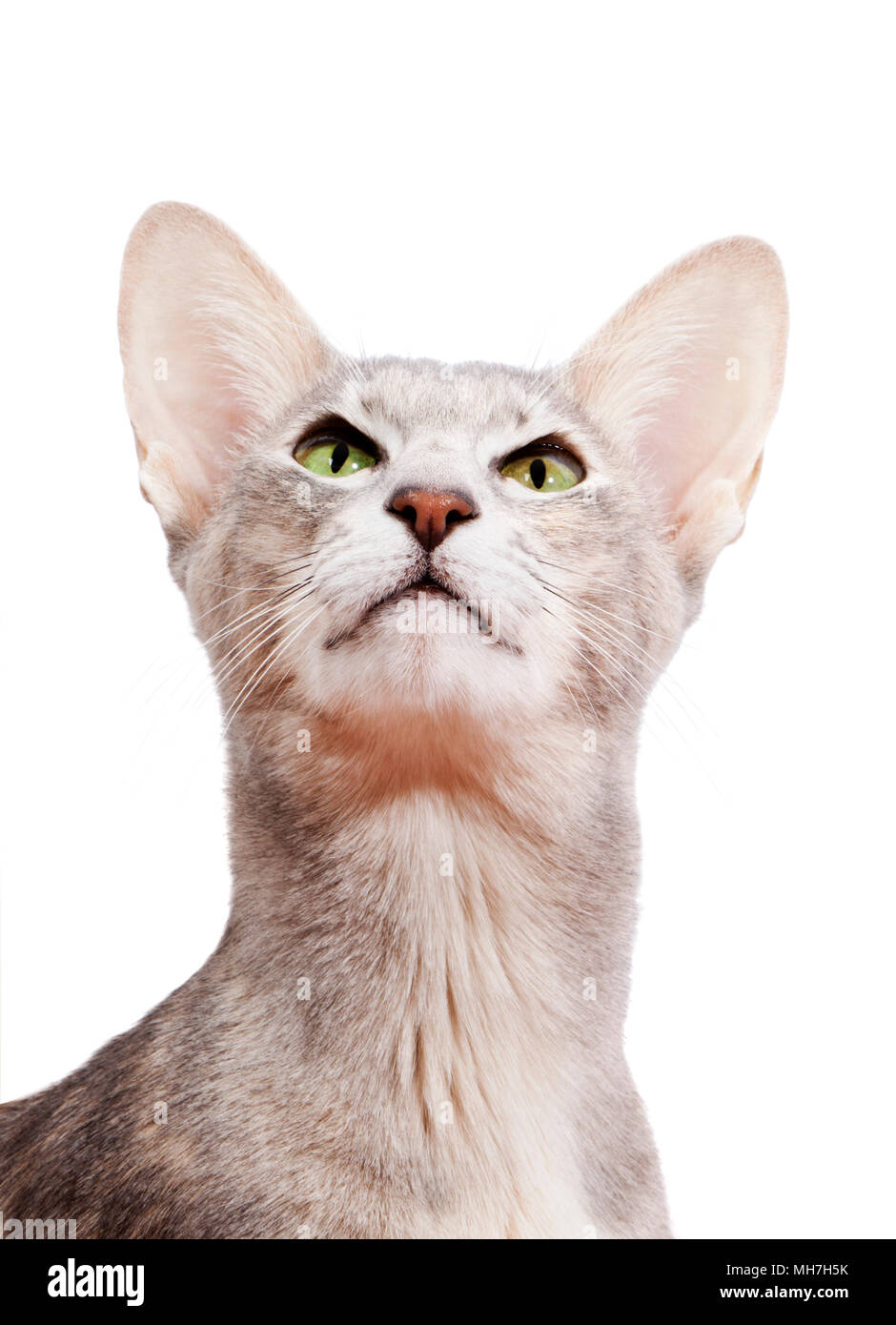 Portrait of arrogantly looking oriental shorthaiered cat Stock Photo