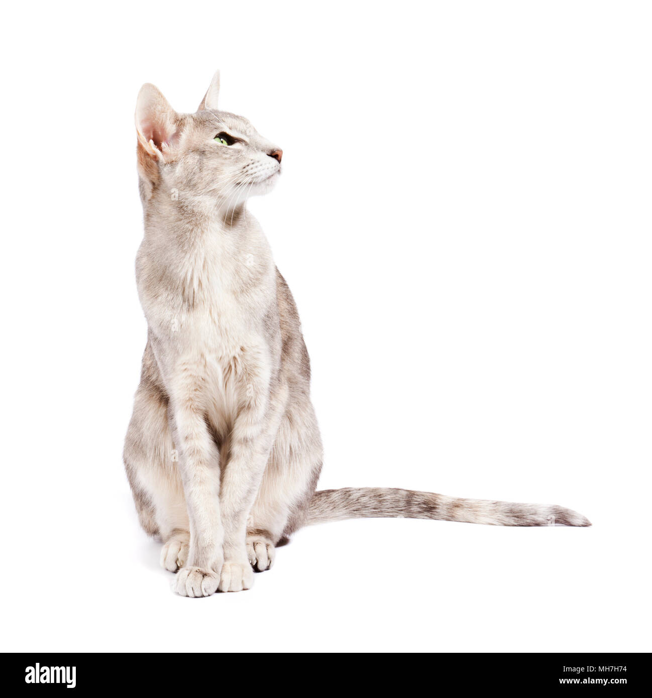 Grey tabby oriental shorthaired cat with green eyes on white background, looking left Stock Photo