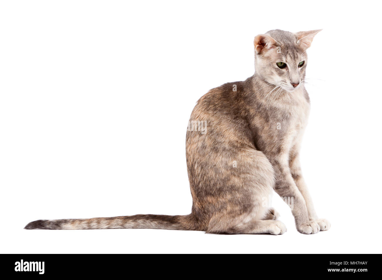 Grey tabby oriental shorthaired cat with green eyes on white background Stock Photo