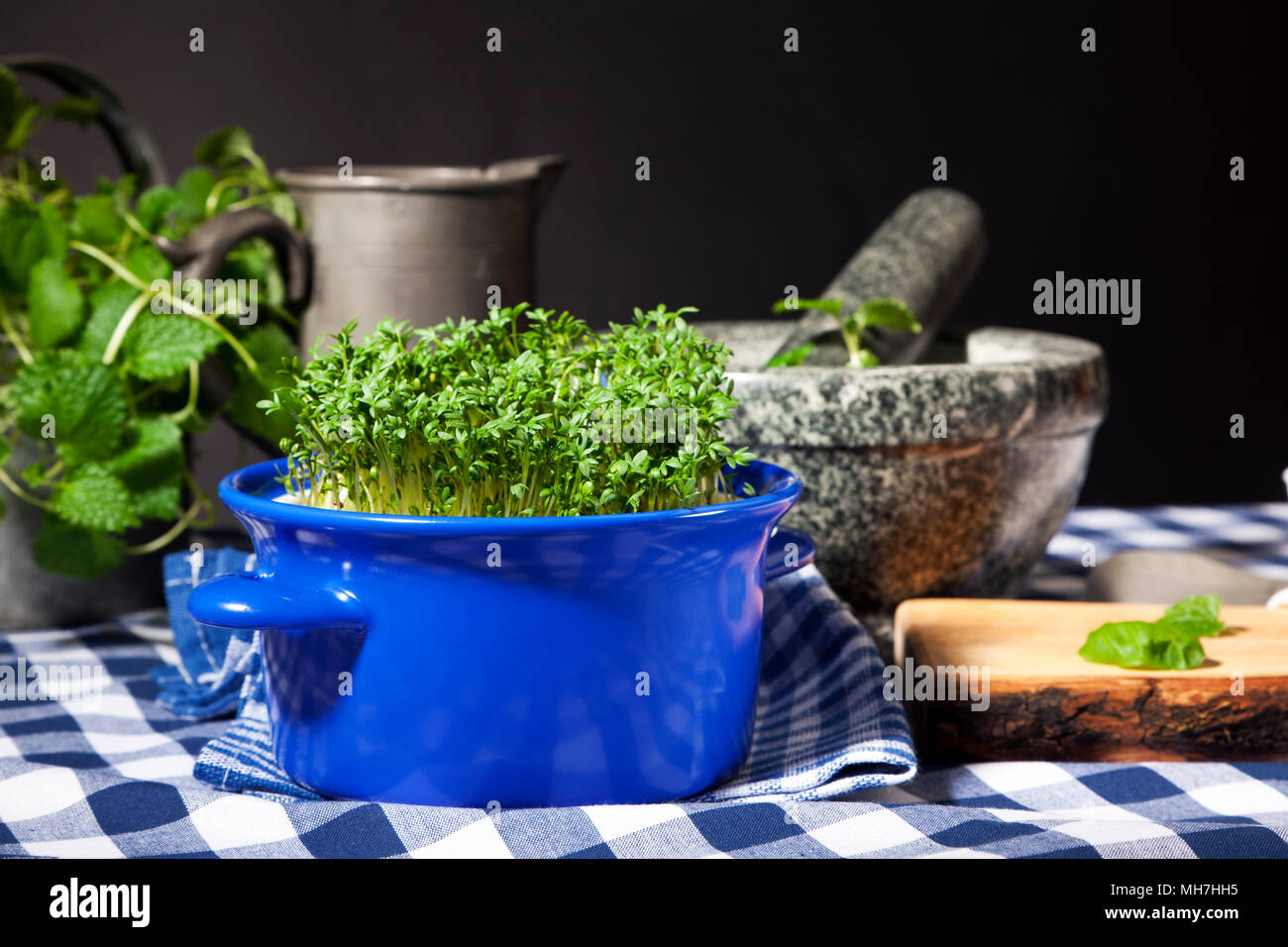 Garden cress plant in blue pot on kitchen table Stock Photo