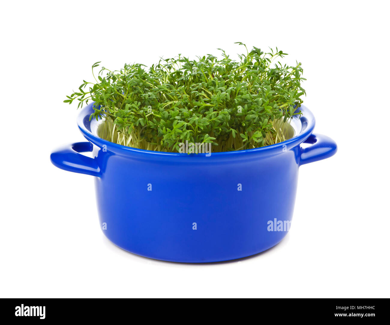 Garden Cress planted into a blue casserole, isolated on white background Stock Photo
