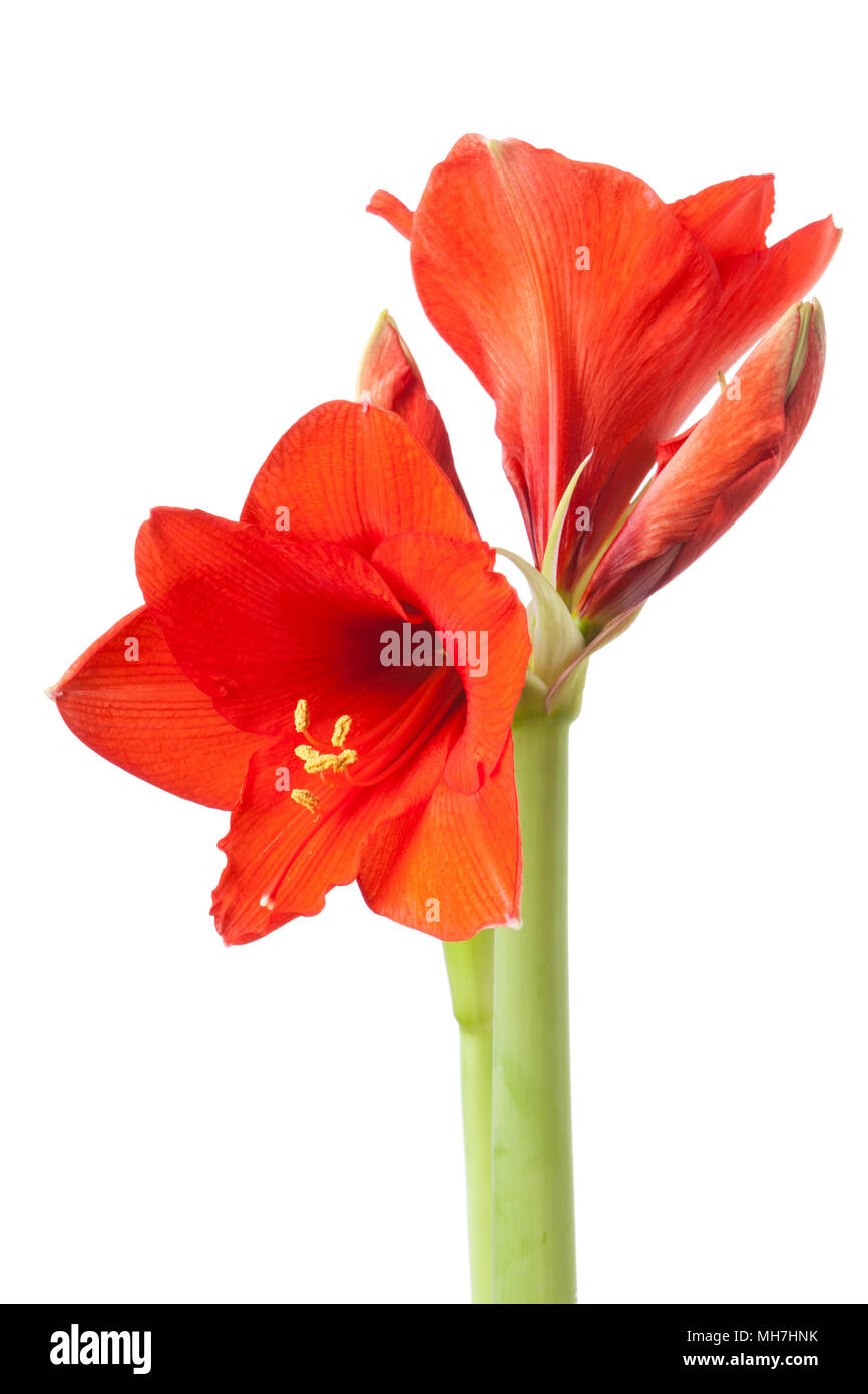 Amaryllis flower isolated on white background Stock Photo Alamy