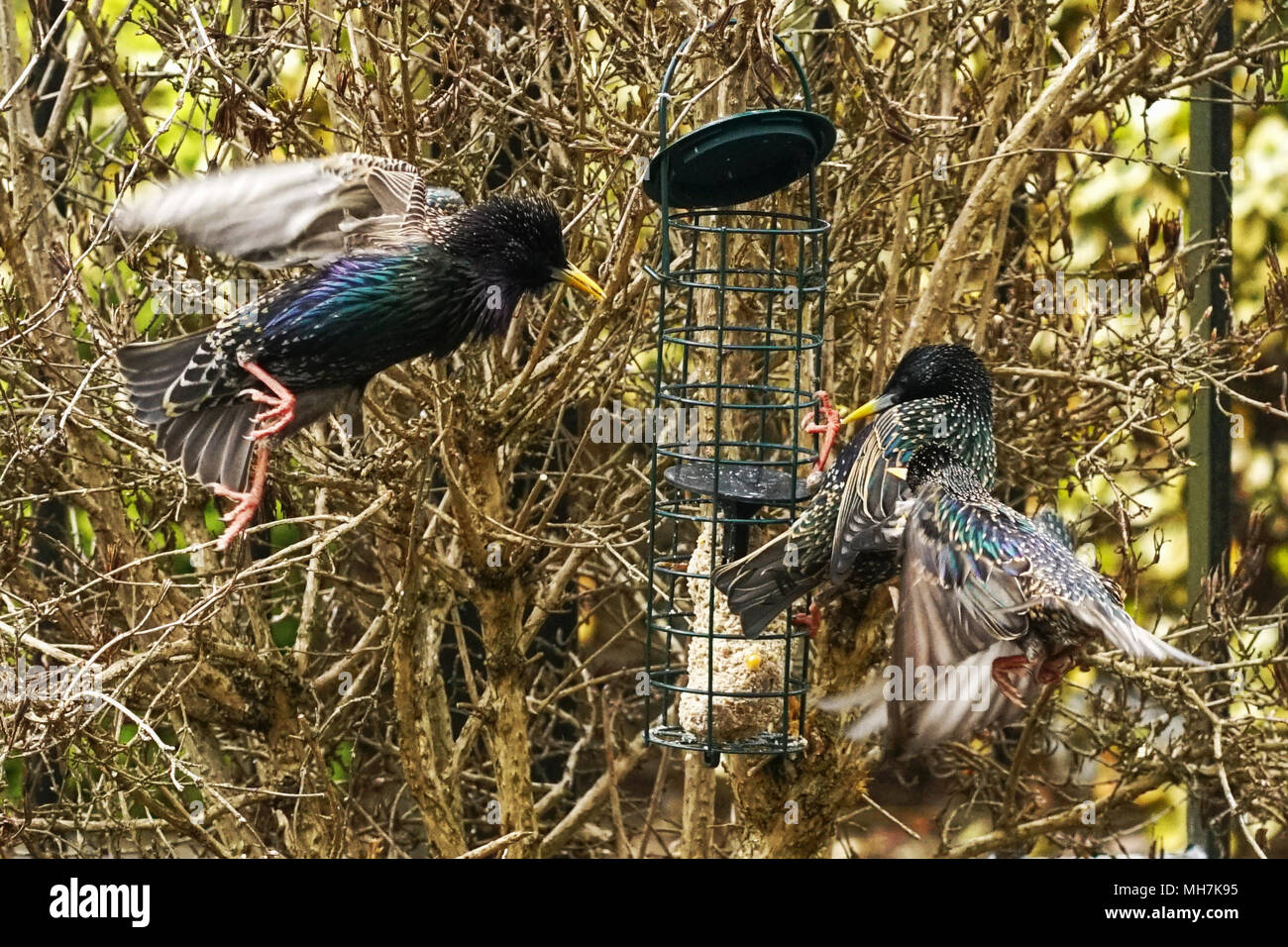 STARLINGS FEEDING Stock Photo