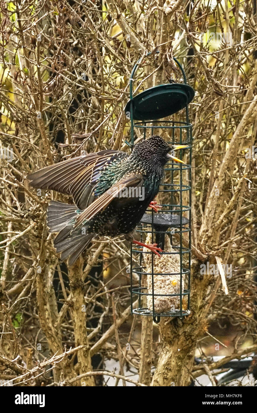 STARLINGS FEEDING Stock Photo