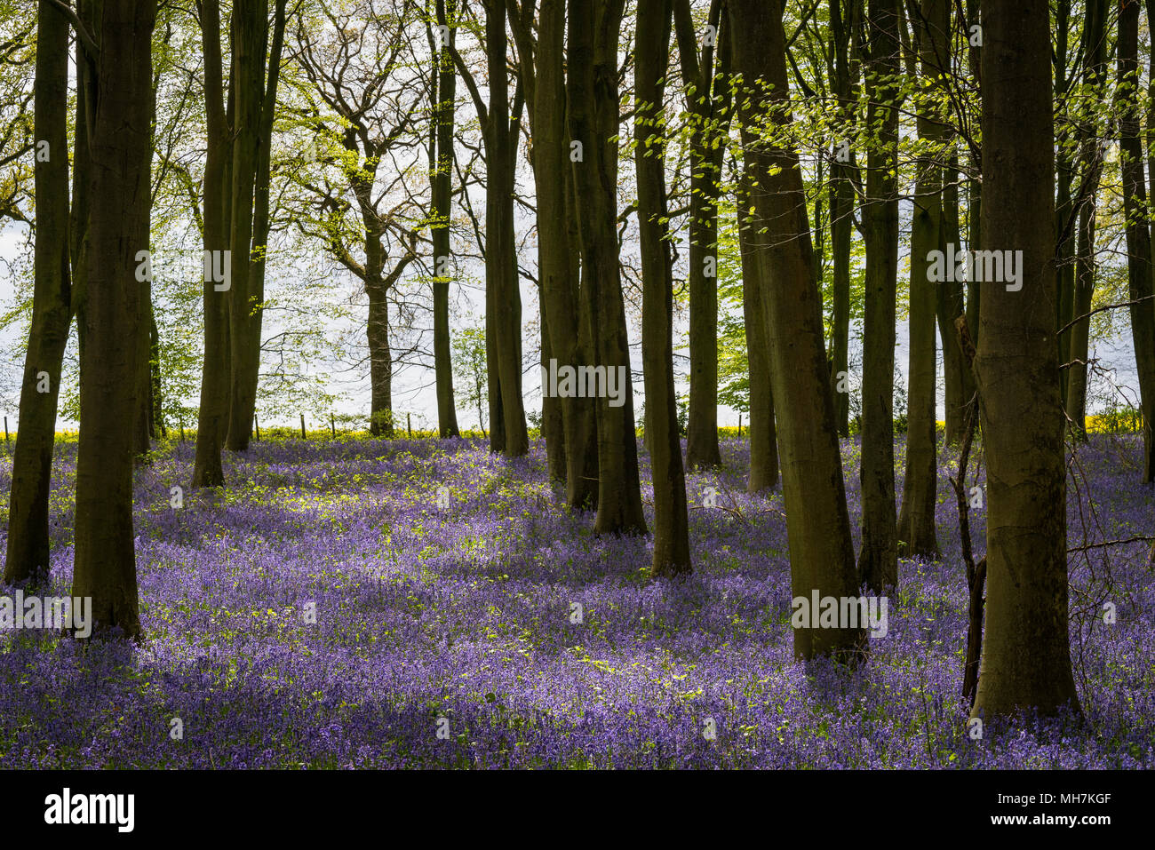 Bluebells and Beech trees in woods near to Micheldever in Hampshire, England, Dappled sunlight during a break between April showers. Stock Photo