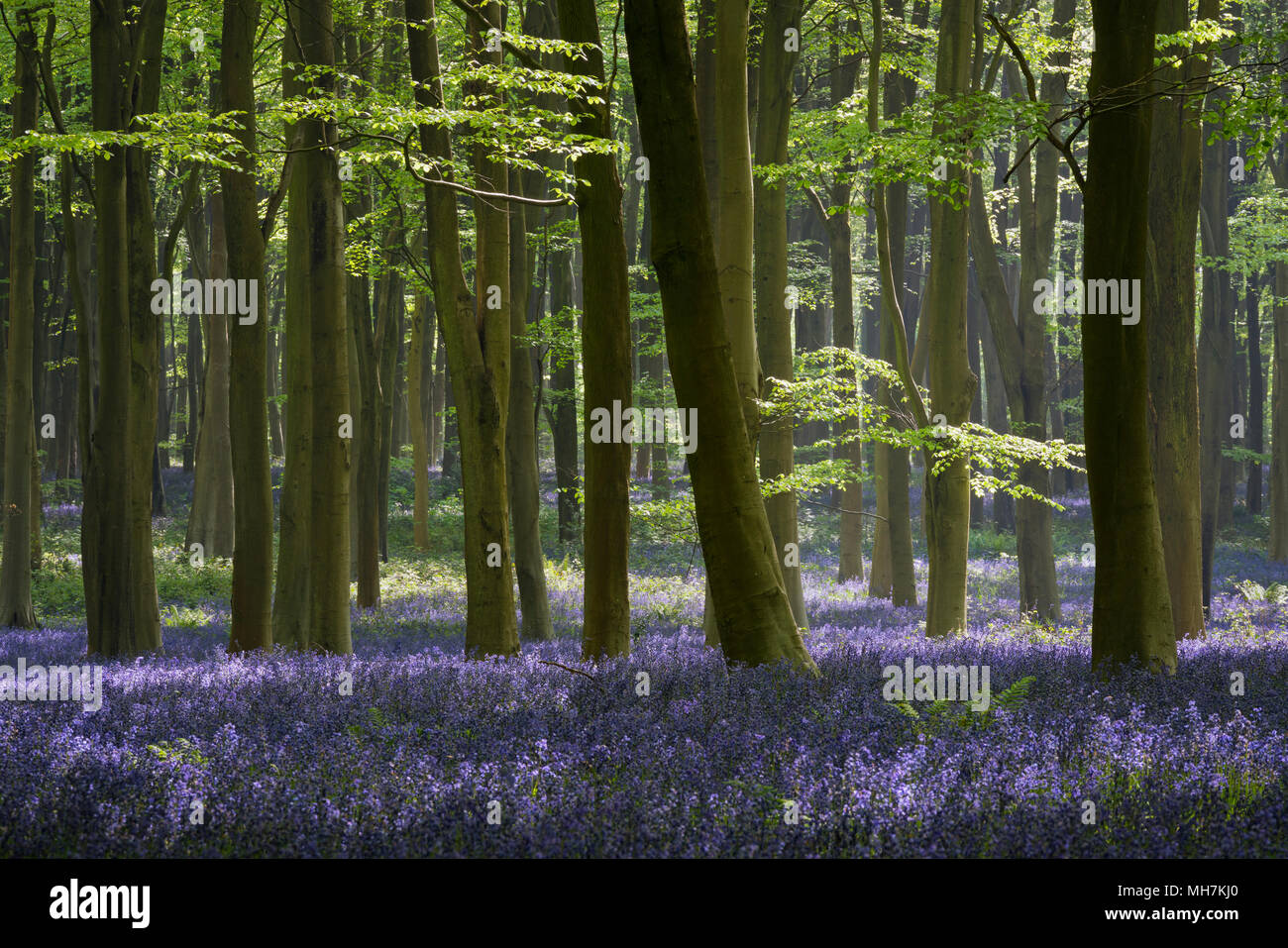 Dappled sunlight in a woodland full of Beech trees and Bluebells (Hyacinthoides non-scripta) near to Micheldever in Hampshire, England. Stock Photo
