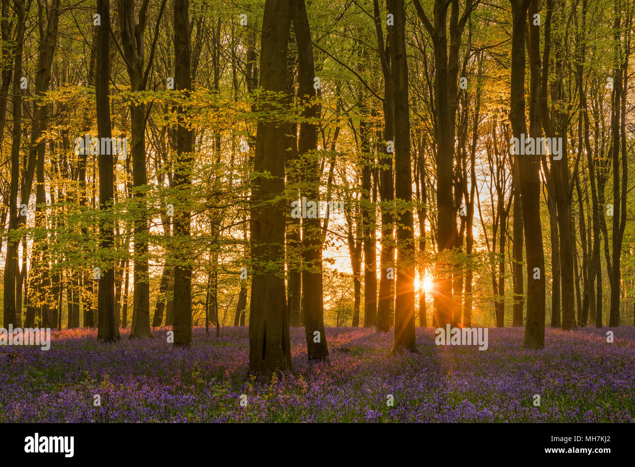 Dawn in a Hampshire woodland full of Beech trees and native Englsih Bluebells as sunrise bursts through the canopy at dawn. Stock Photo