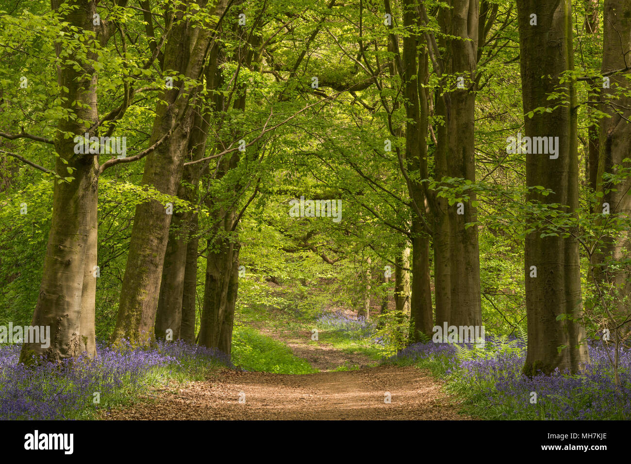 A Hampshire avenue through Beech trees lined with native English Bluebells (Hyacinthoides non-scripta) on a sunny morning in May. Stock Photo
