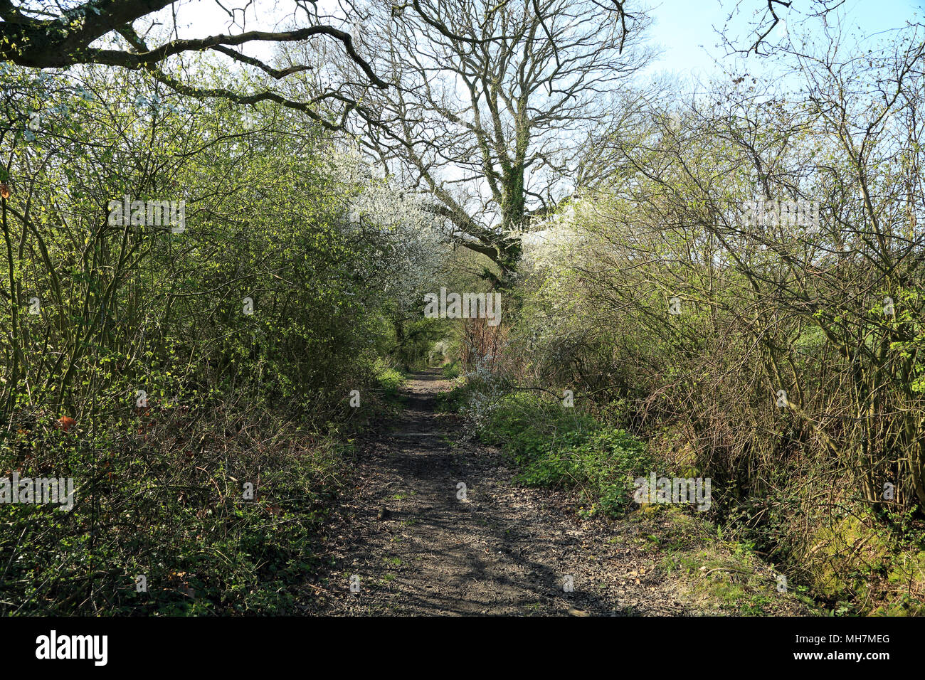 Muddy track known as Rocky Bourne Road, Aldington, Kent, United Kingdom Stock Photo