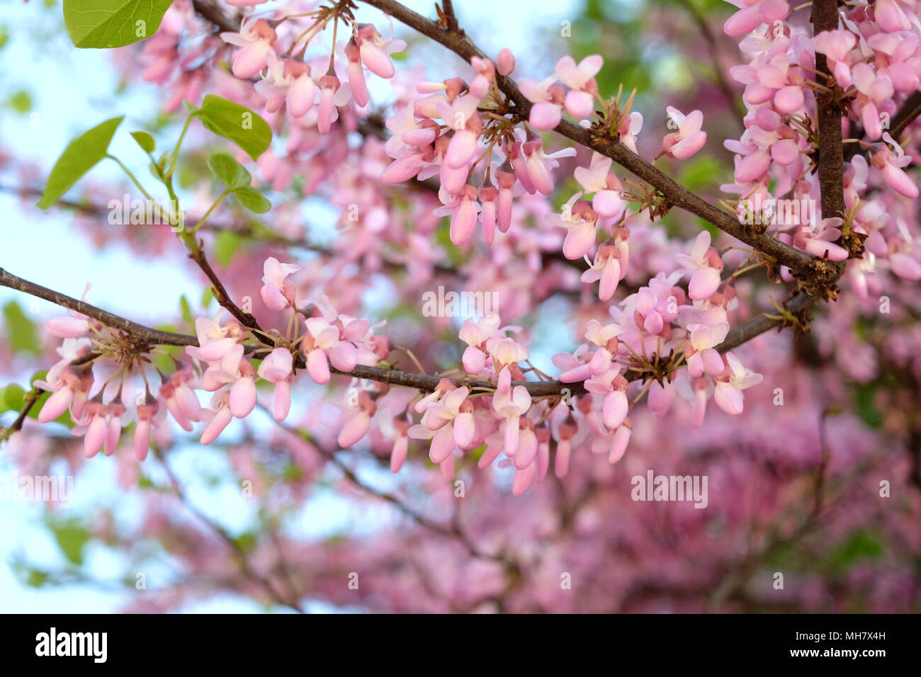 Paris spring pink flowers hi-res stock photography and images - Alamy