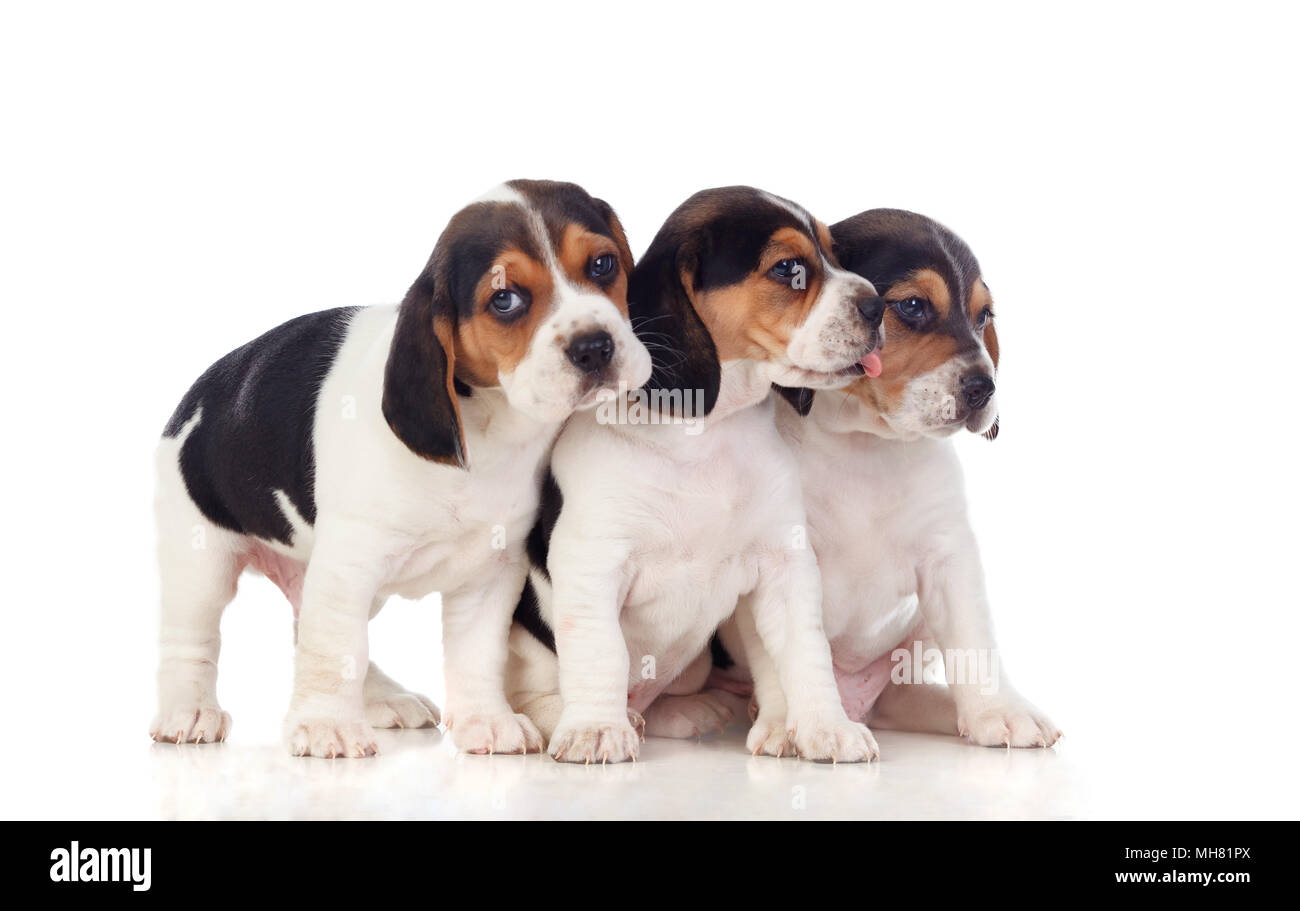 Three beautiful beagle puppies isolated on a white background Stock ...