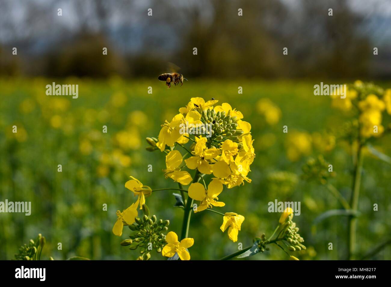 Busy bee pollinating rape in the spring sunshine. Taken in the ...