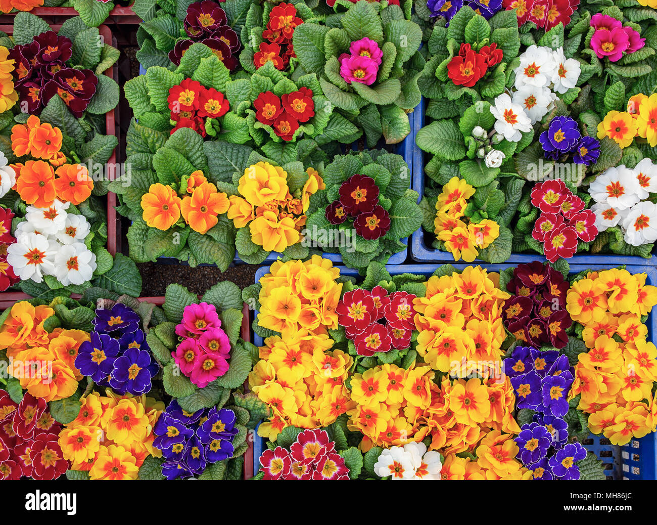 Multicolor primula background Stock Photo