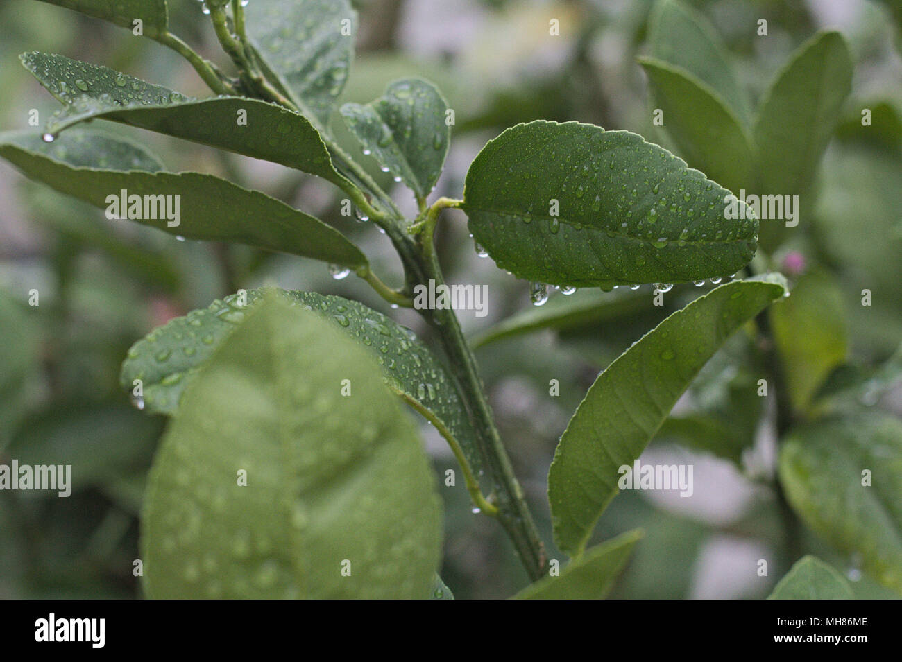 Leafy branch of a lemon citrus tree, with water droplets after a rainstorm. Stock Photo