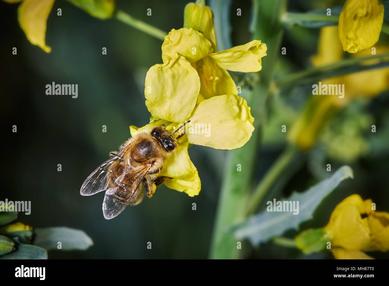 Yellow kale flowers hires stock photography and images Alamy
