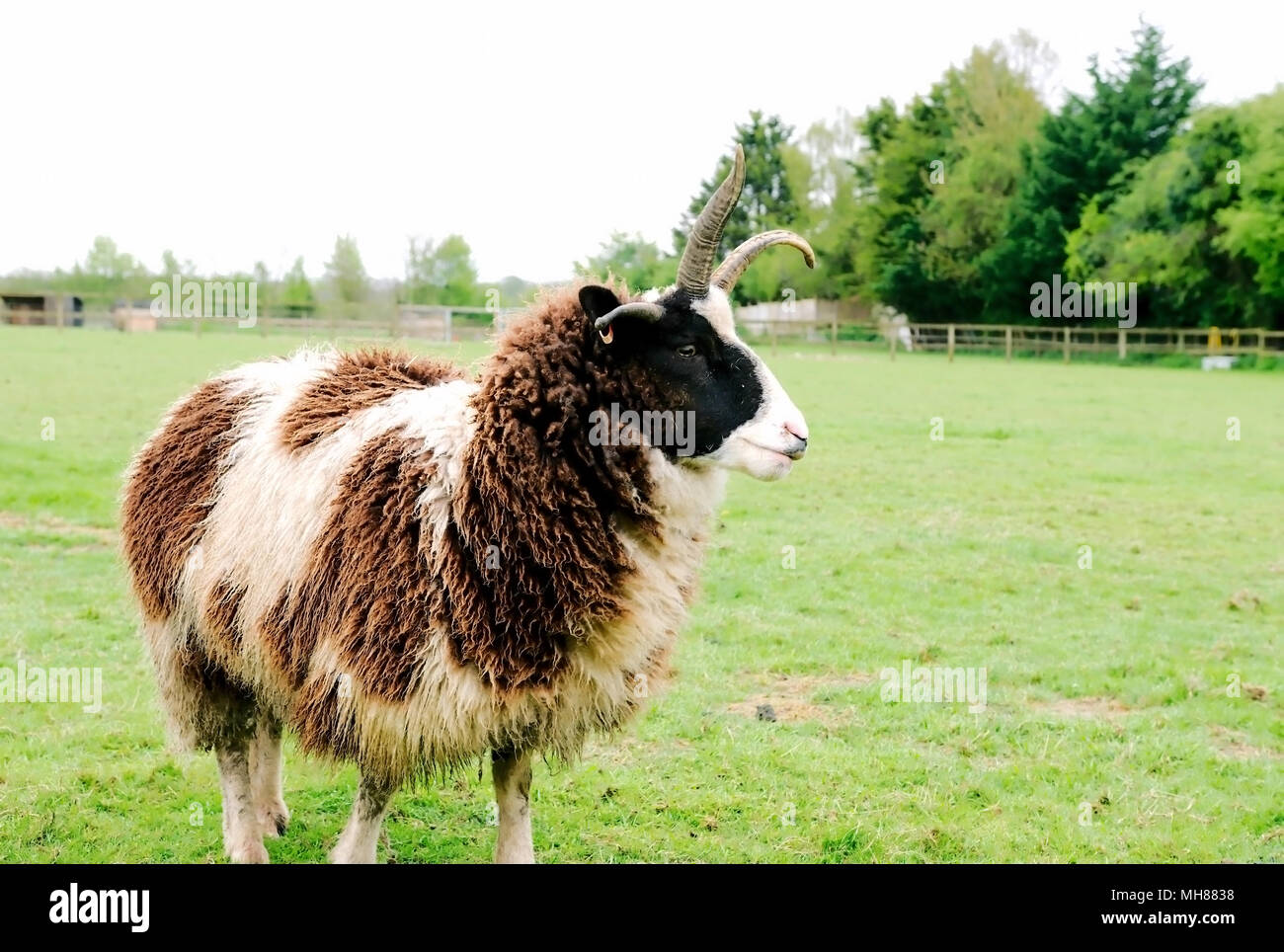sheep brown and white Stock Photo - Alamy