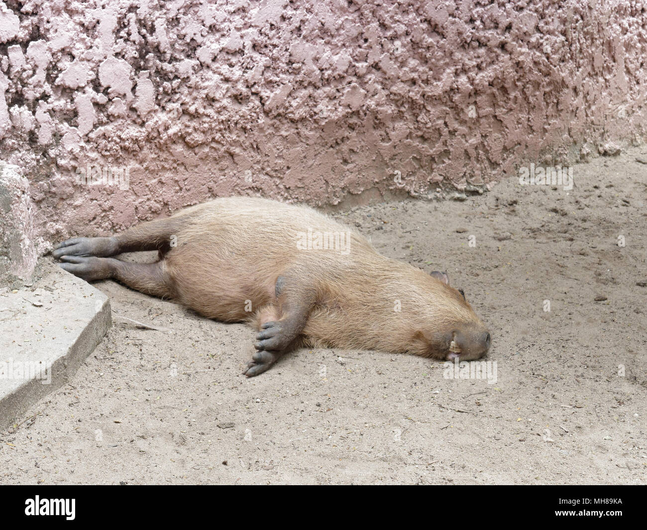Big brown capybara, biggest rodents, sleeping like a log or sleeping away or dead to the world with open mouth show his two big teeth show tiredness, fatigue, weariness and exhaustion Stock Photo