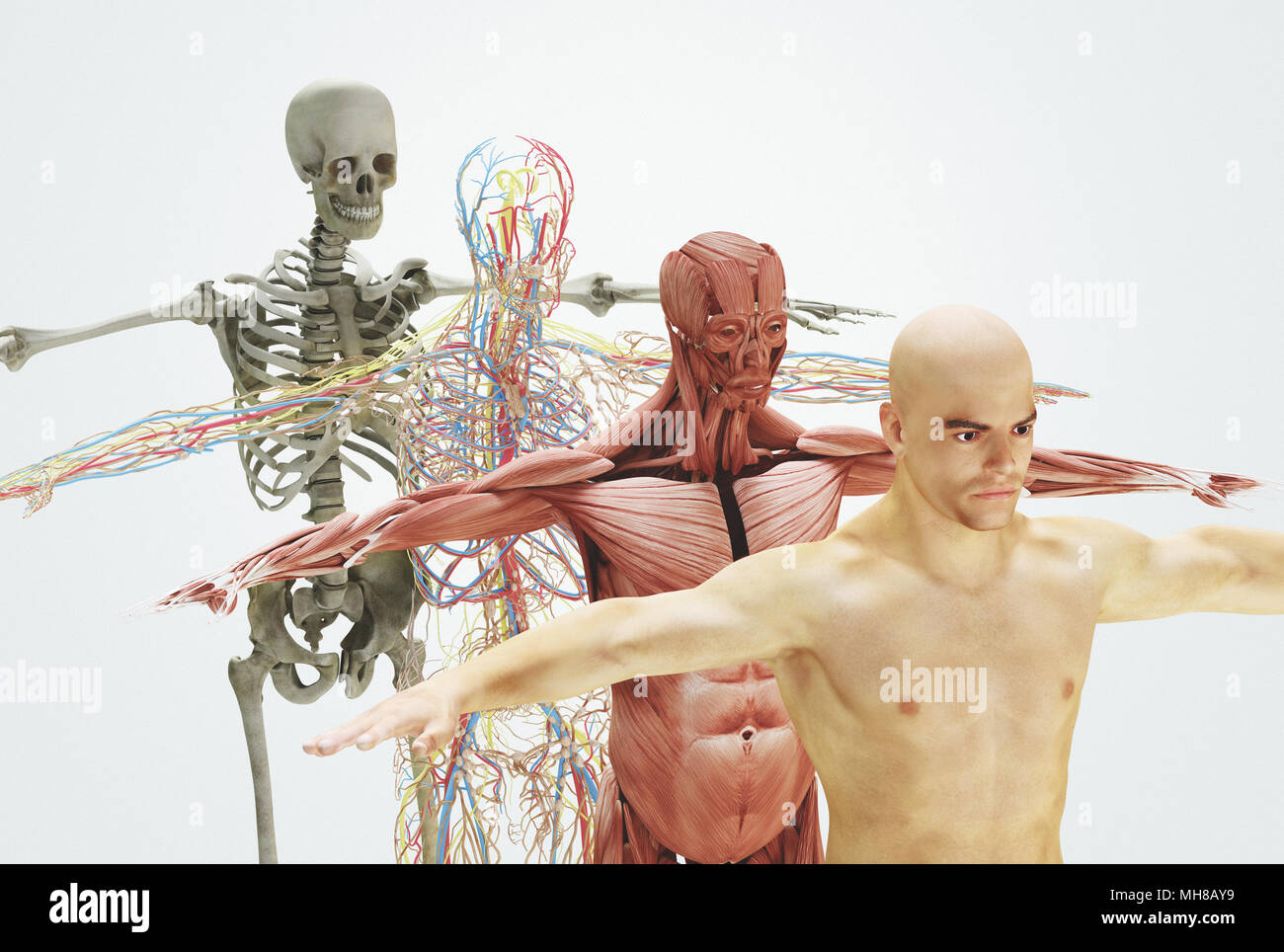 Human body from bones to skin, 3d render illustration Stock Photo