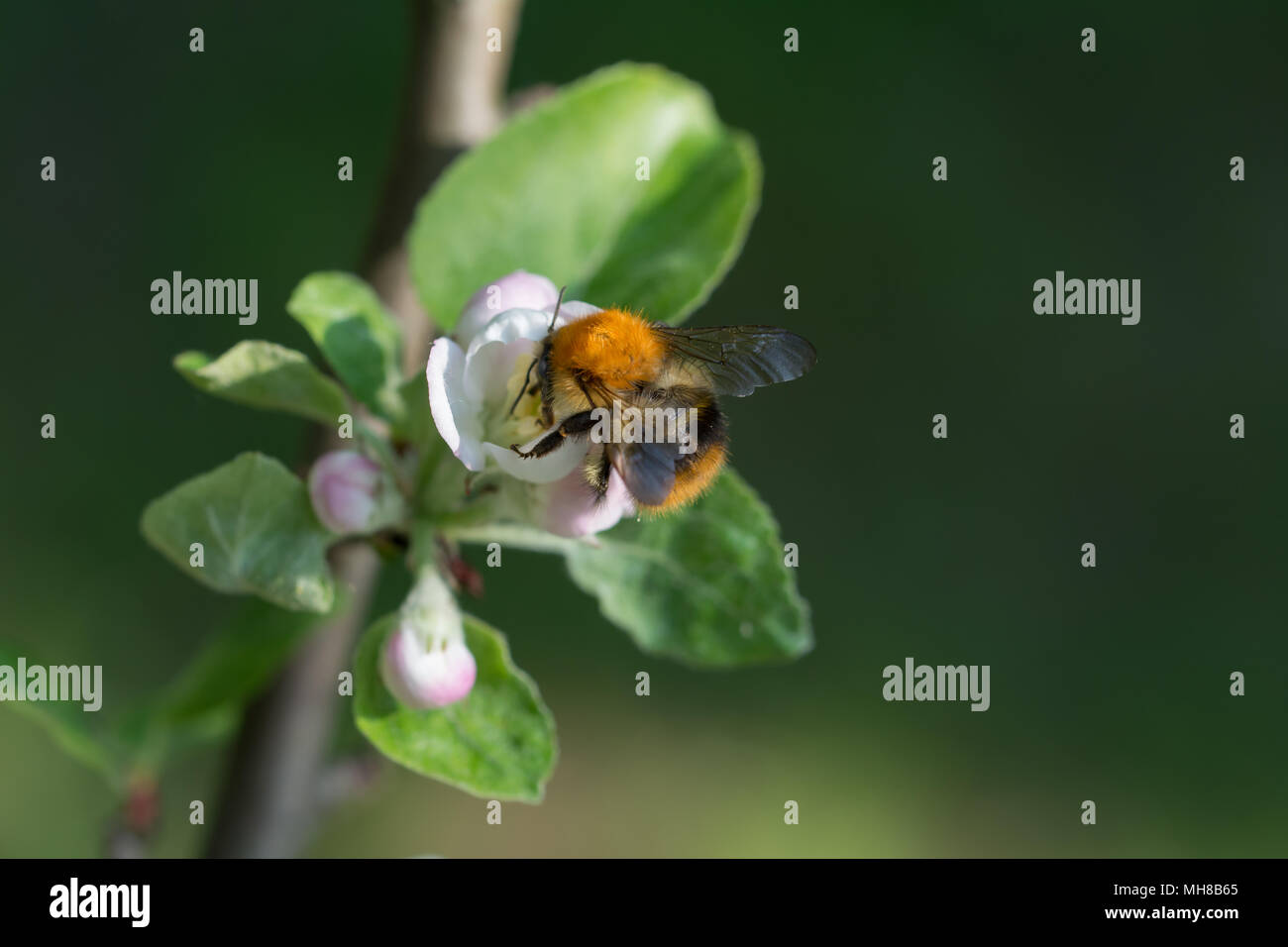 An appletree twig with an open bud and a bumblebee feasting on it Stock Photo