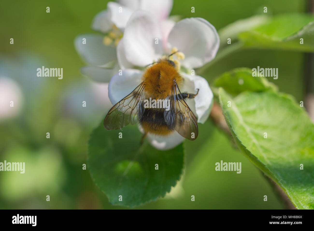 An apple tree blossom with a bumblebee feasting on it - macro Stock Photo