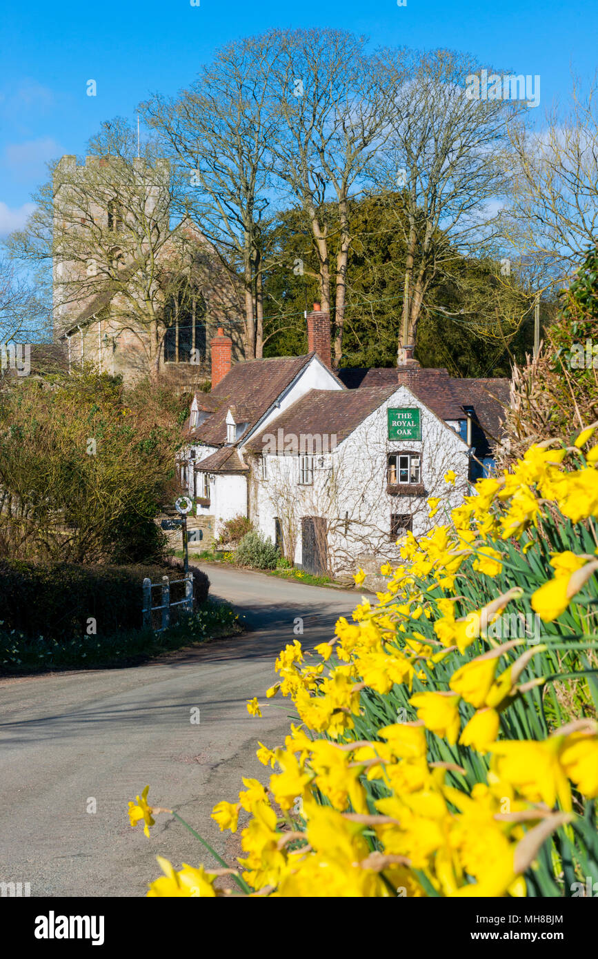 Daffodils at Cardington, near The Royal Oak pub, Shropshire. Stock Photo