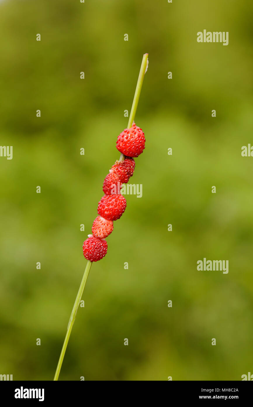 Wild Strawberries (Fragaria vesca) strung on a piece of grass against green background. Stock Photo