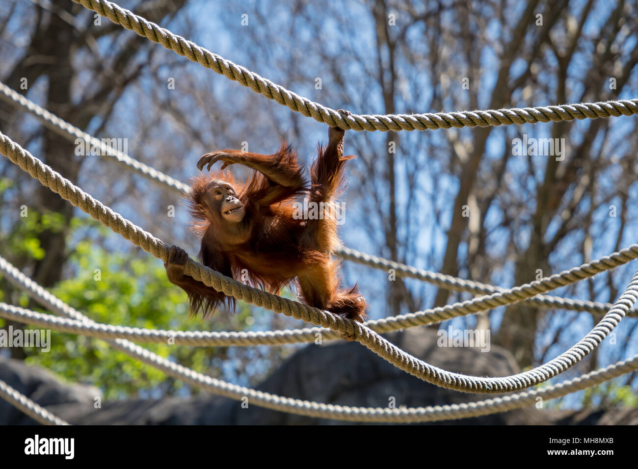Orangutan Focuses On Rope while swinging Stock Photo