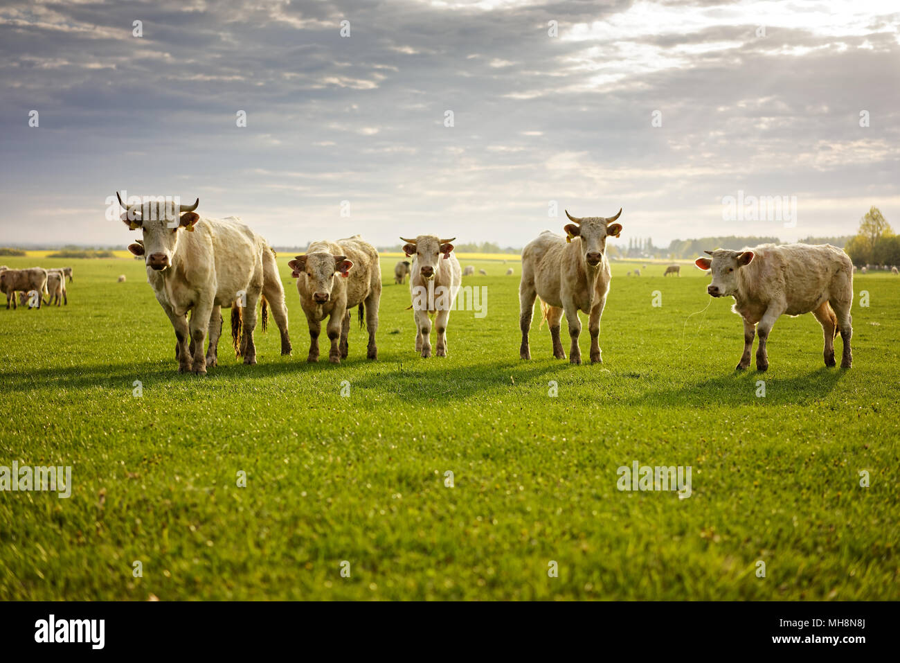 Group of cows on the fresh green meadow by the morning sunrise Stock Photo Alamy