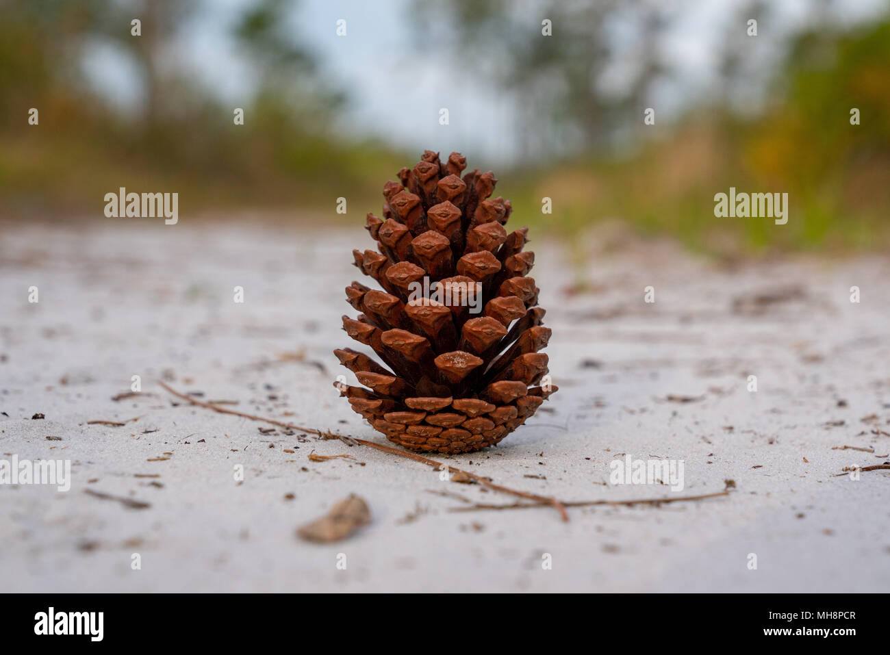 A Solitary Pine Cone Sits Upright along a Hiking Trail in Central Florida Stock Photo