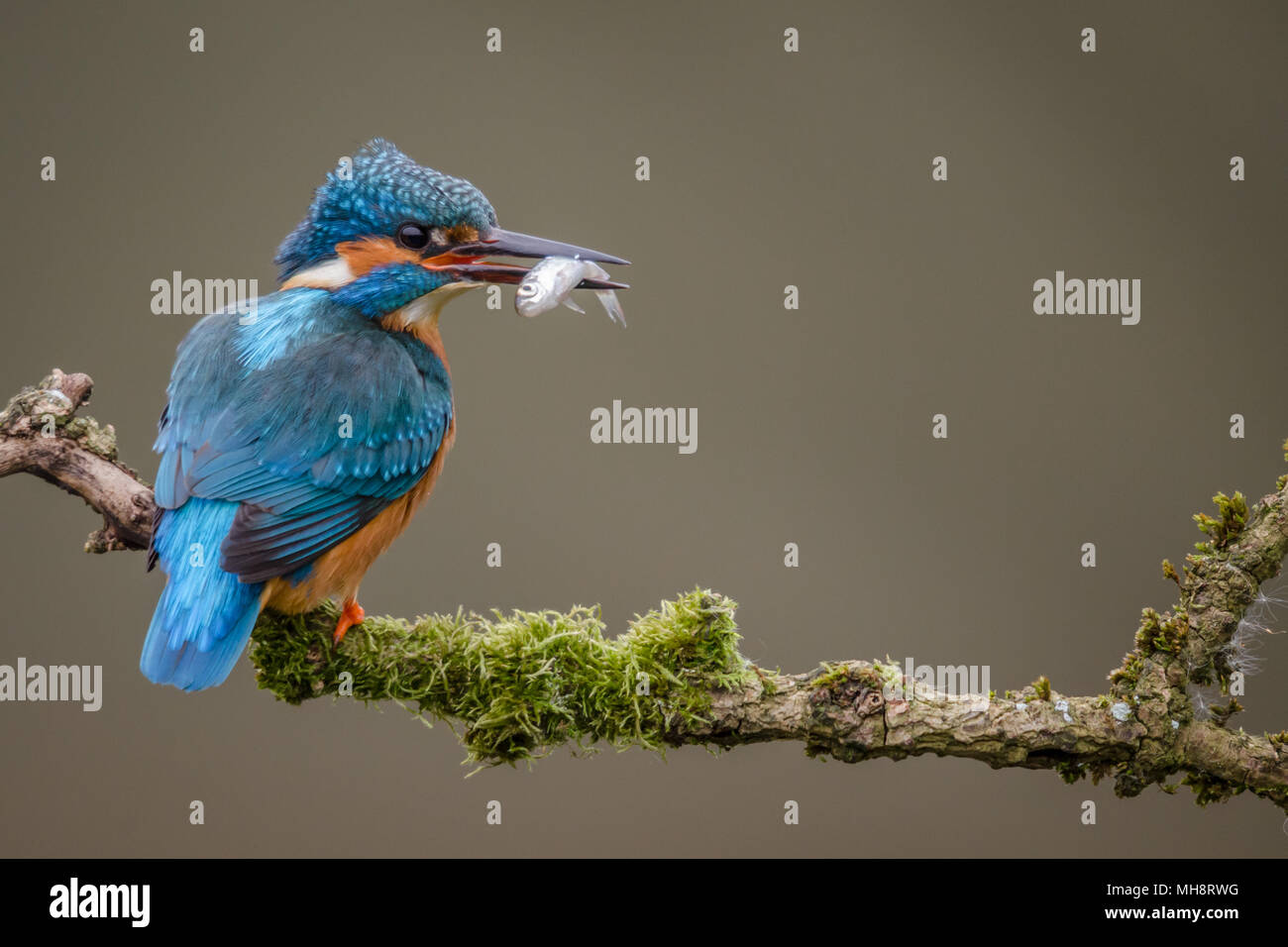 Perched adult female Kingfisher Stock Photo