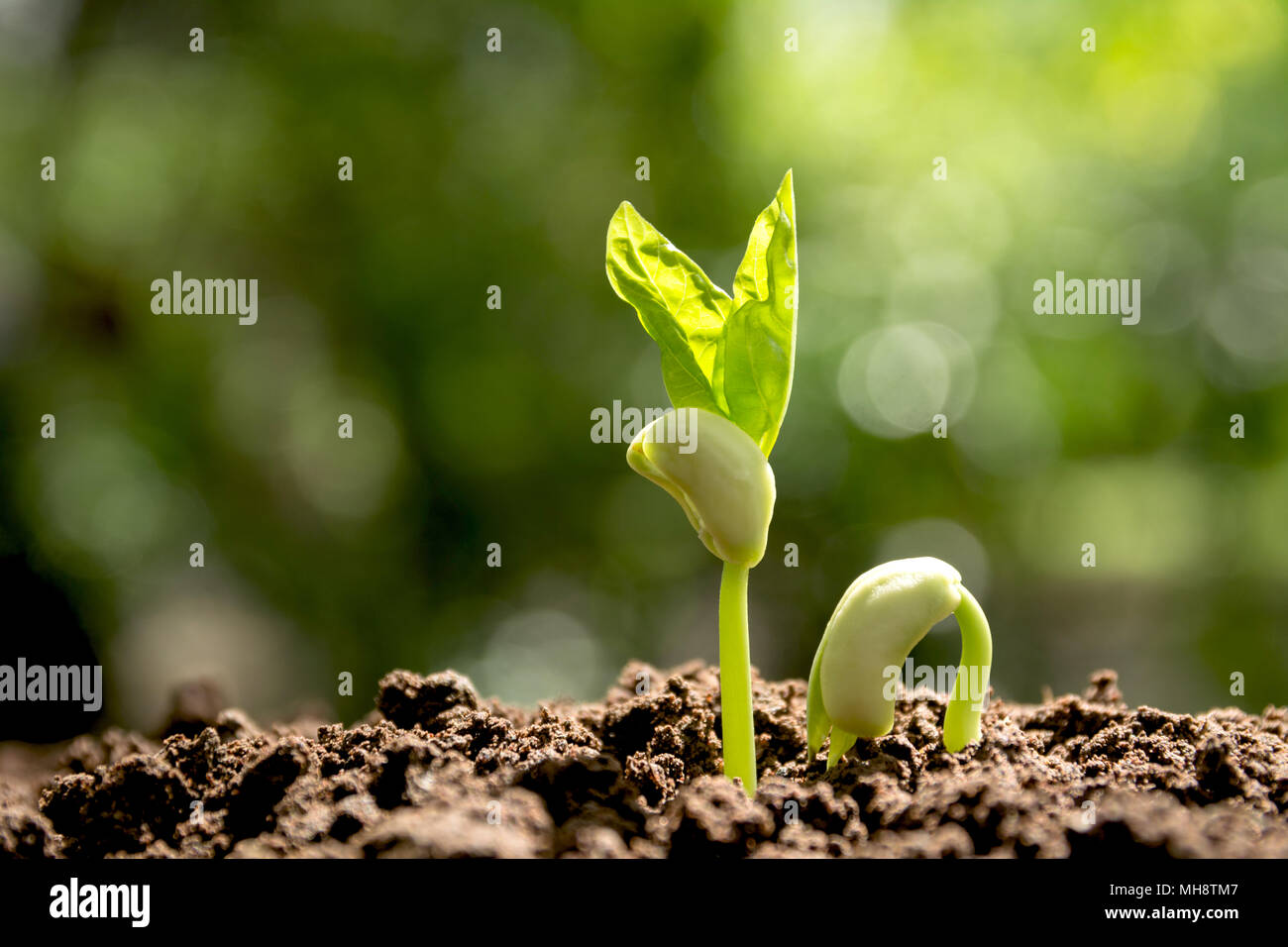 Green young plant growing in the soil on nature background Stock Photo ...