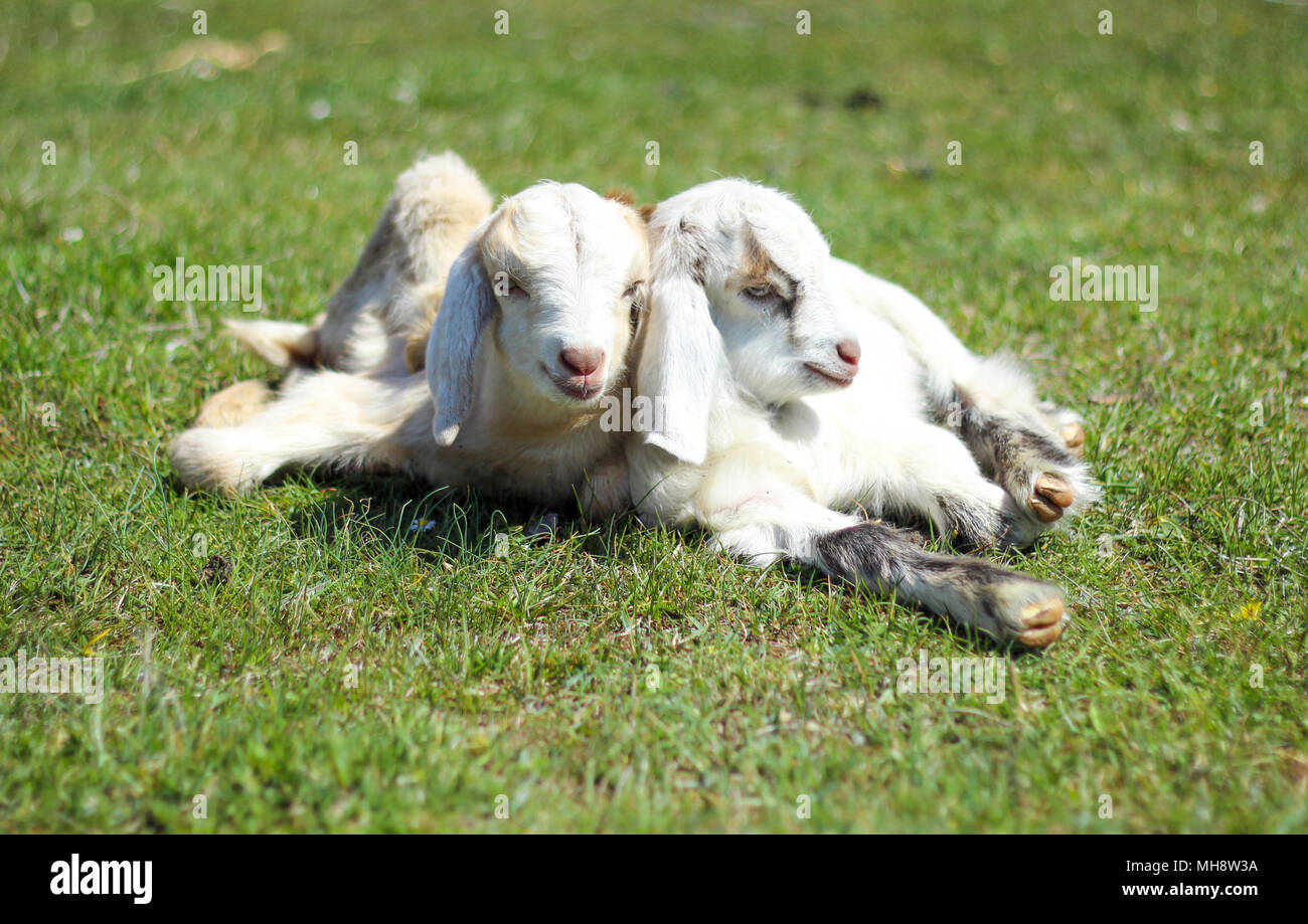 goat brothers Stock Photo
