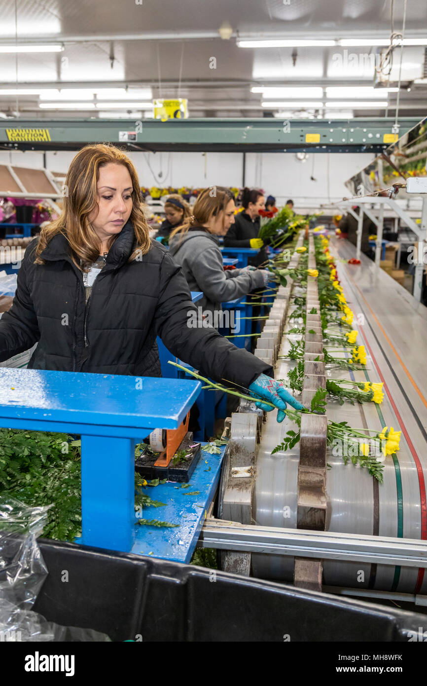 Doral, Florida Workers process cut flowers from South America at the