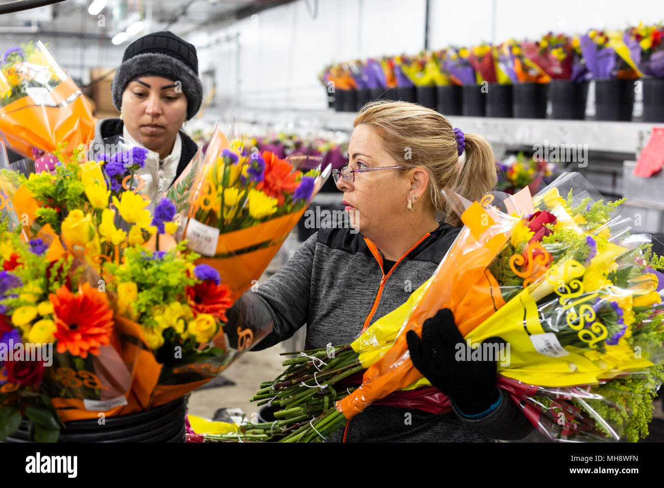 Doral, Florida - Workers process cut flowers from South America at the USA Bouquet warehouse near the Miami airport. Working at 40 degrees F, women pa Stock Photo