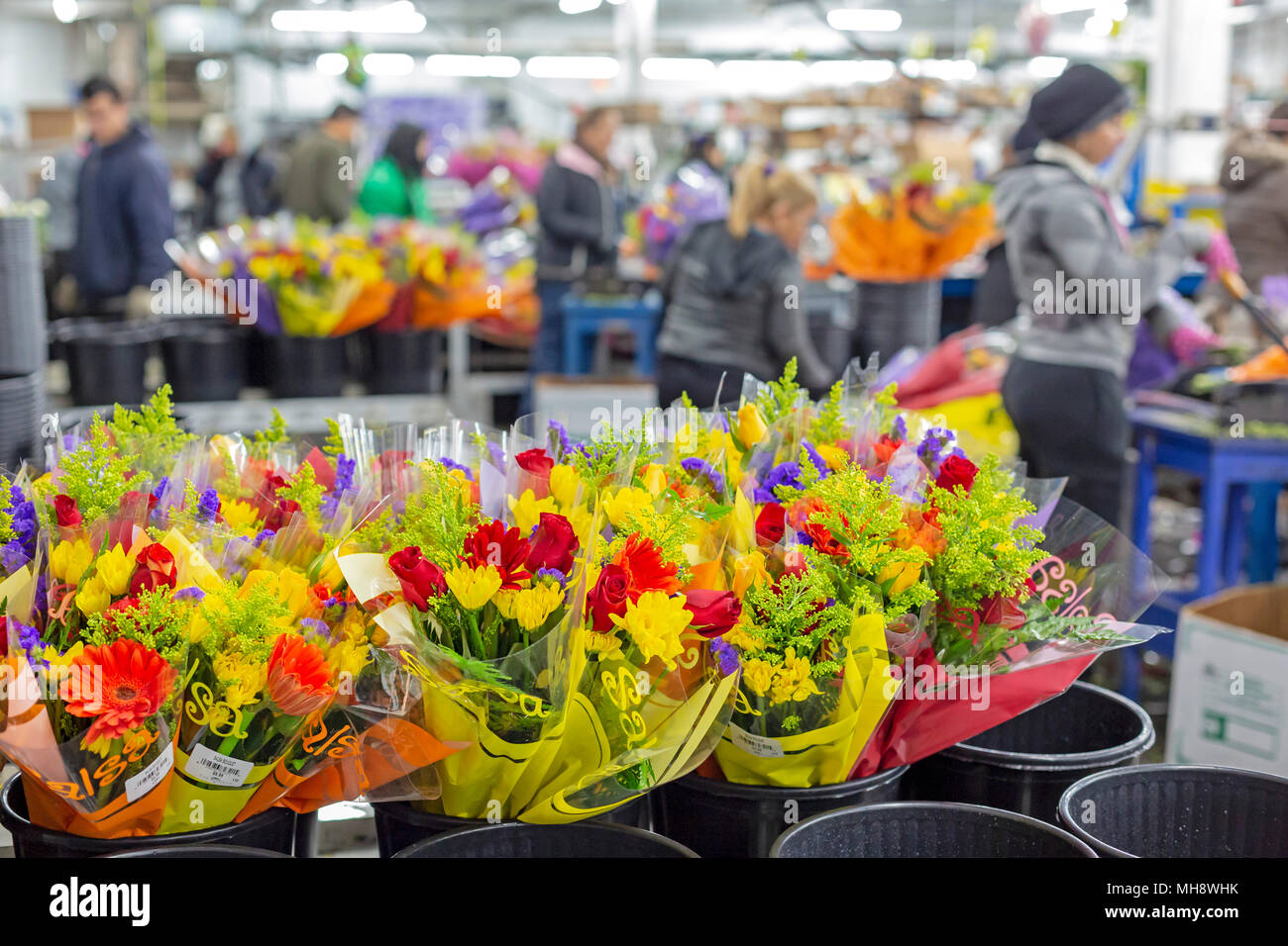 Doral, Florida - Workers process cut flowers from South America at the USA Bouquet warehouse near the Miami airport. Working at 40 degrees F, women pa Stock Photo