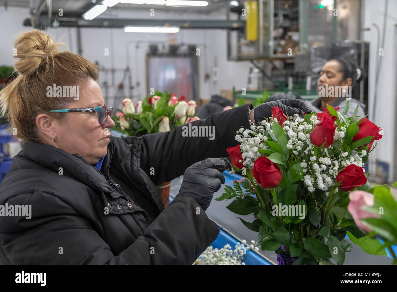 Doral, Florida - Workers process cut flowers from South America at the USA Bouquet warehouse near the Miami airport. Working at 40 degrees F, women pa Stock Photo