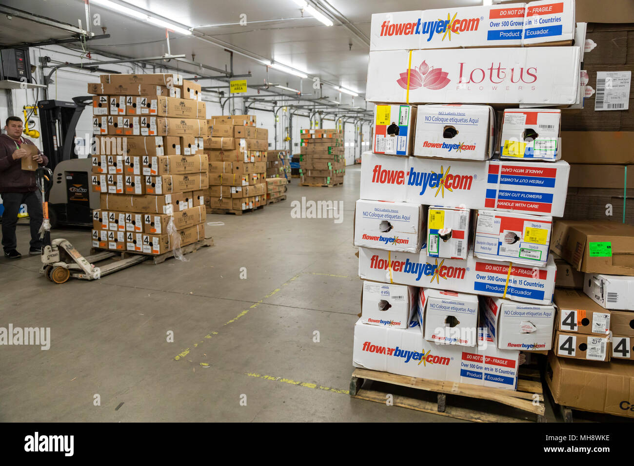 Doral, Florida Cut flowers from Ecuador stacked in the warehouse at