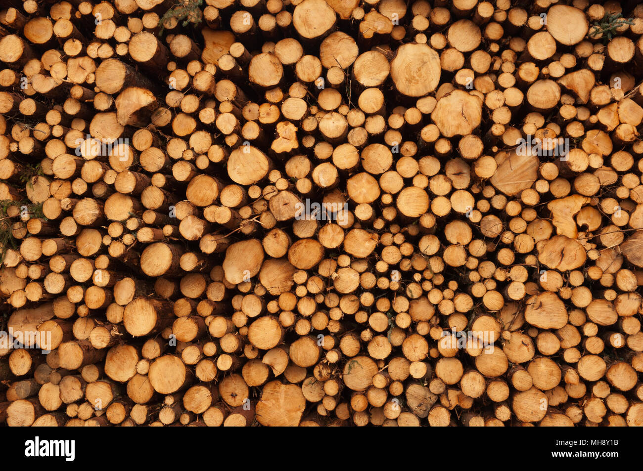 Timber extraction hi-res stock photography and images - Alamy