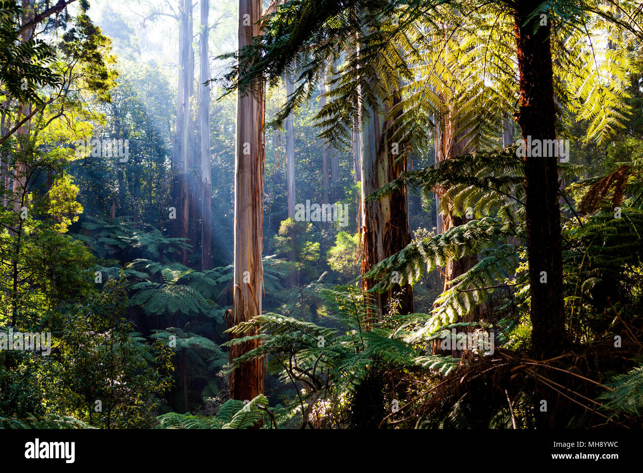 Natife Australian rainforest - eucalyptus trees and ferns Stock Photo