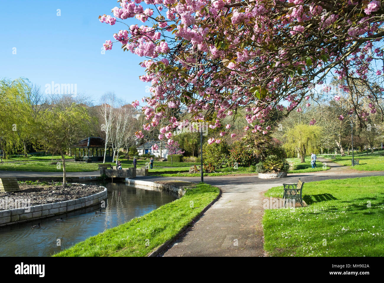 Flowering Pink Cherry blossom (Prunus) in Trenance Gardens in Newquay in Cornwall. Stock Photo
