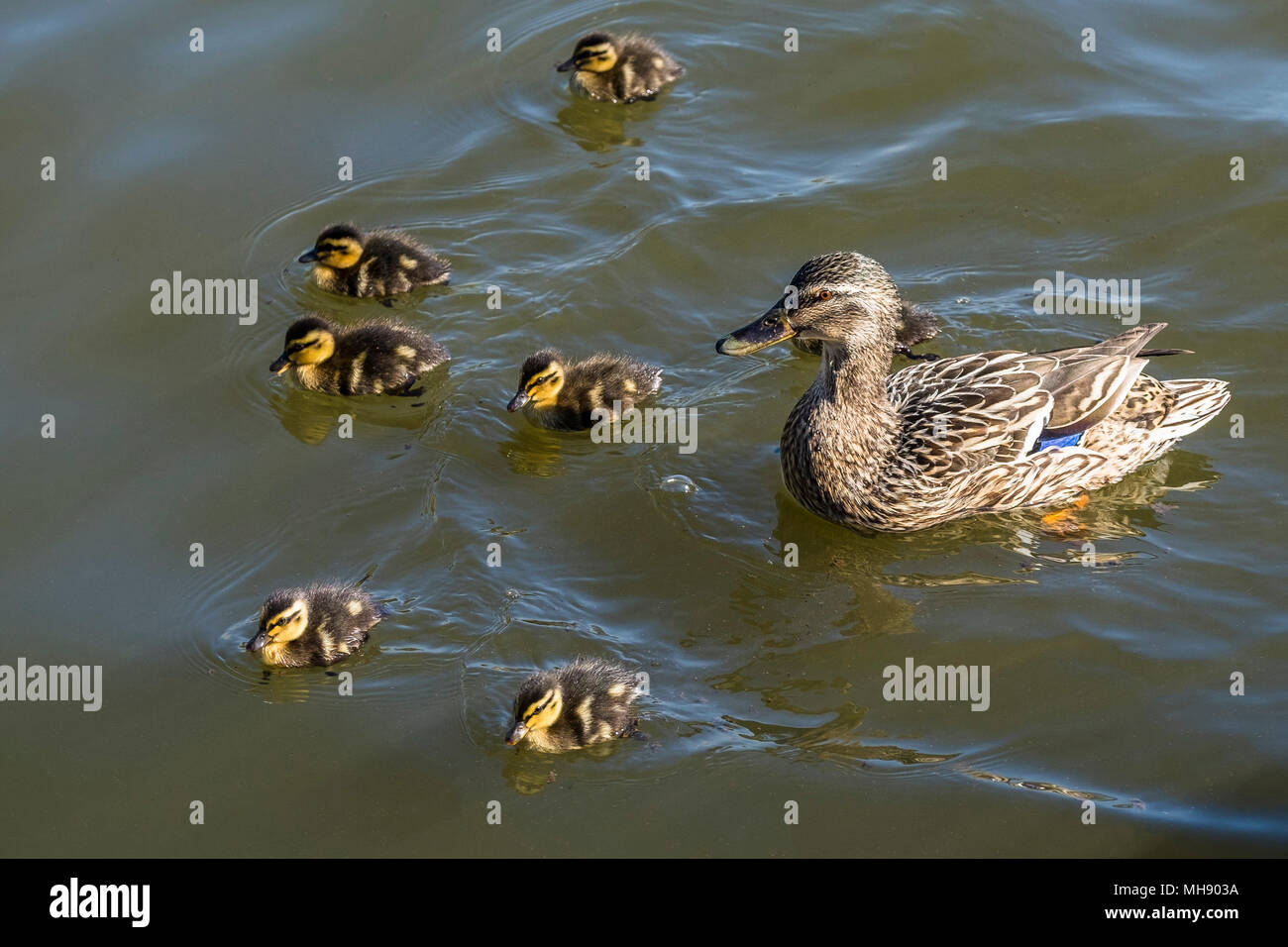 A female Mallard Duck (Anas platyrhynchos) and her ducklings. Stock Photo