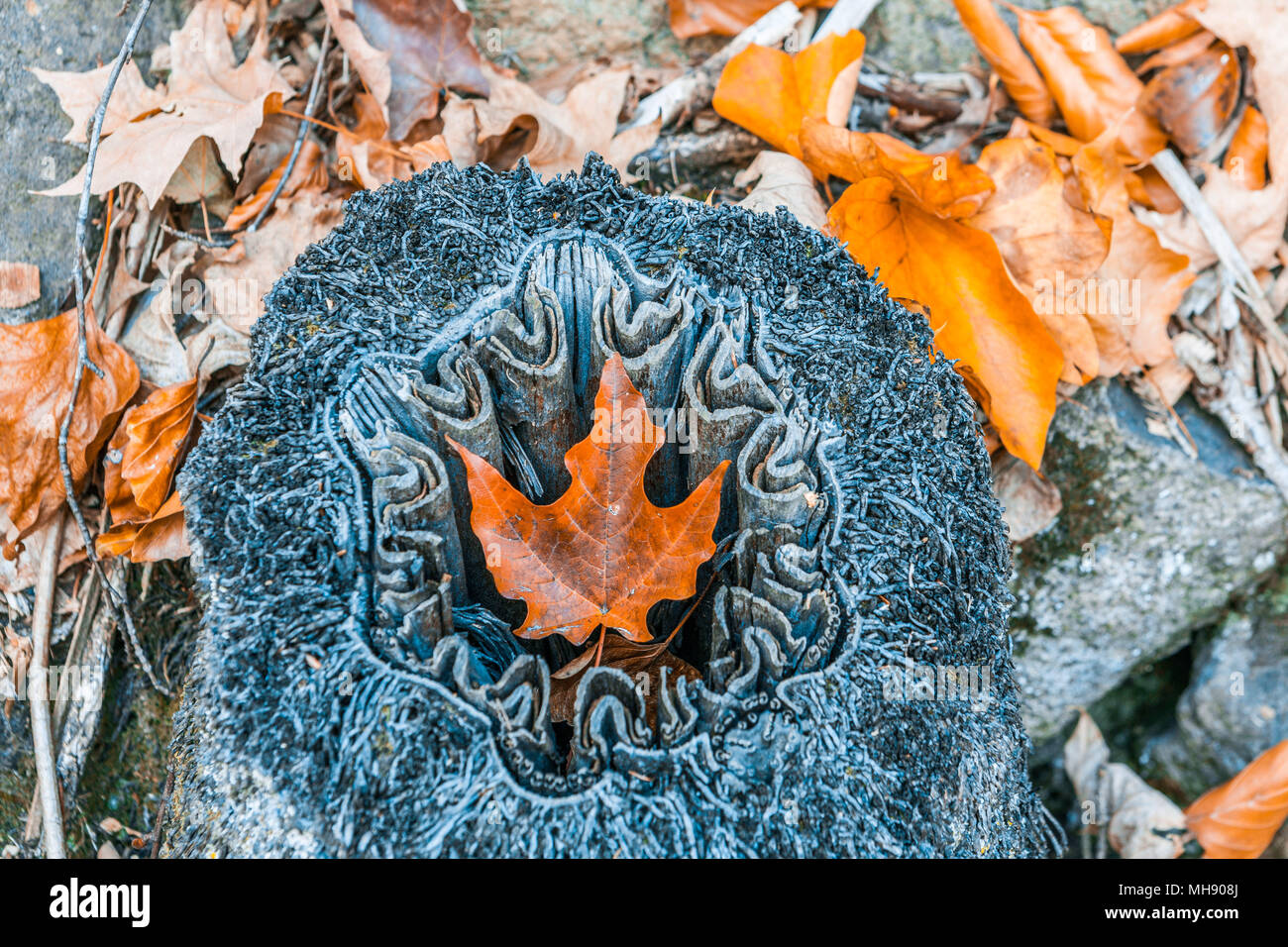 Orange autumn maple leaf laying in tree stump Stock Photo