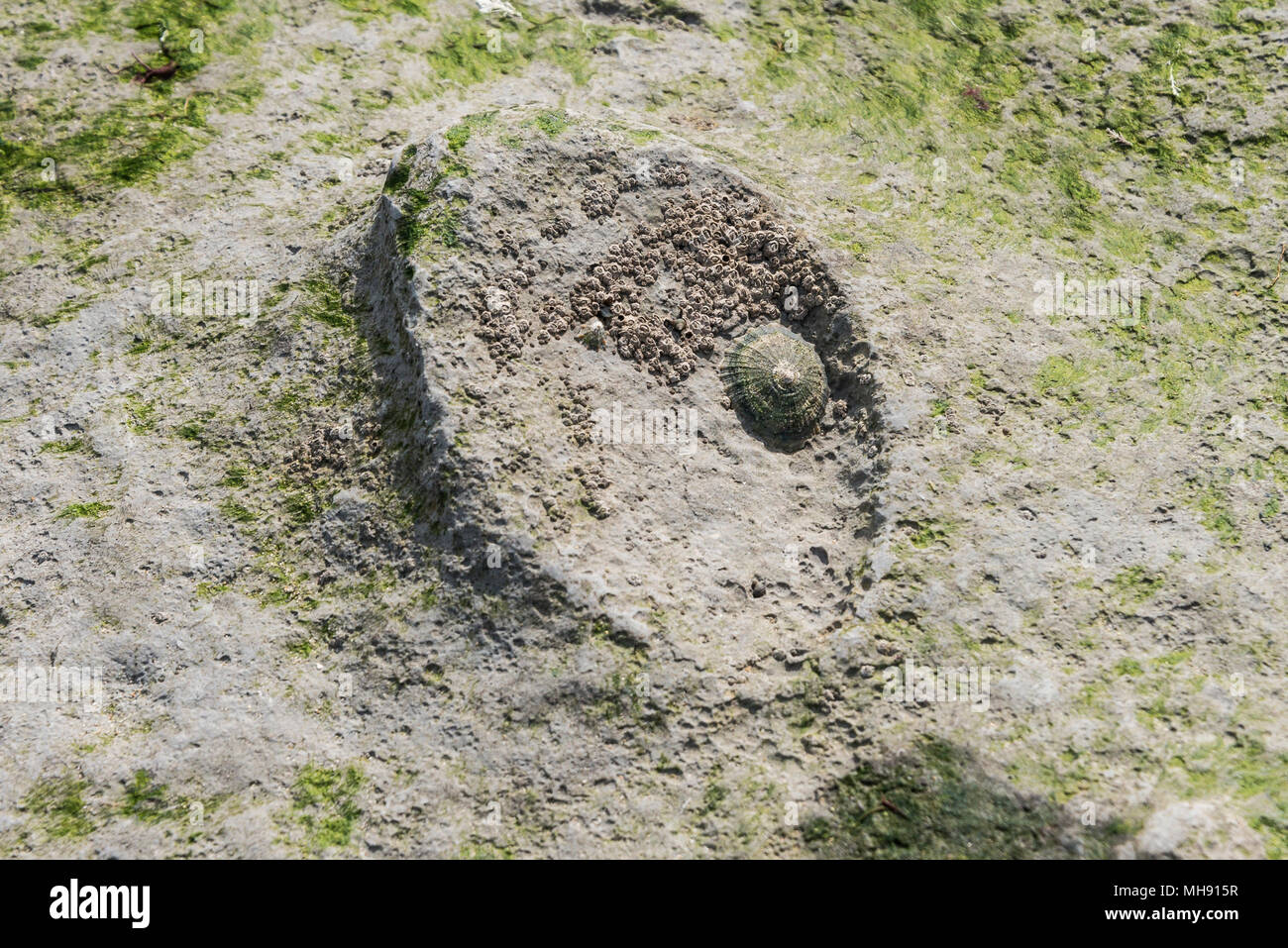 A common limpet (Patella vulgata) on a fossil embedded in rock on Monmouth beach, Lyme Regis Stock Photo