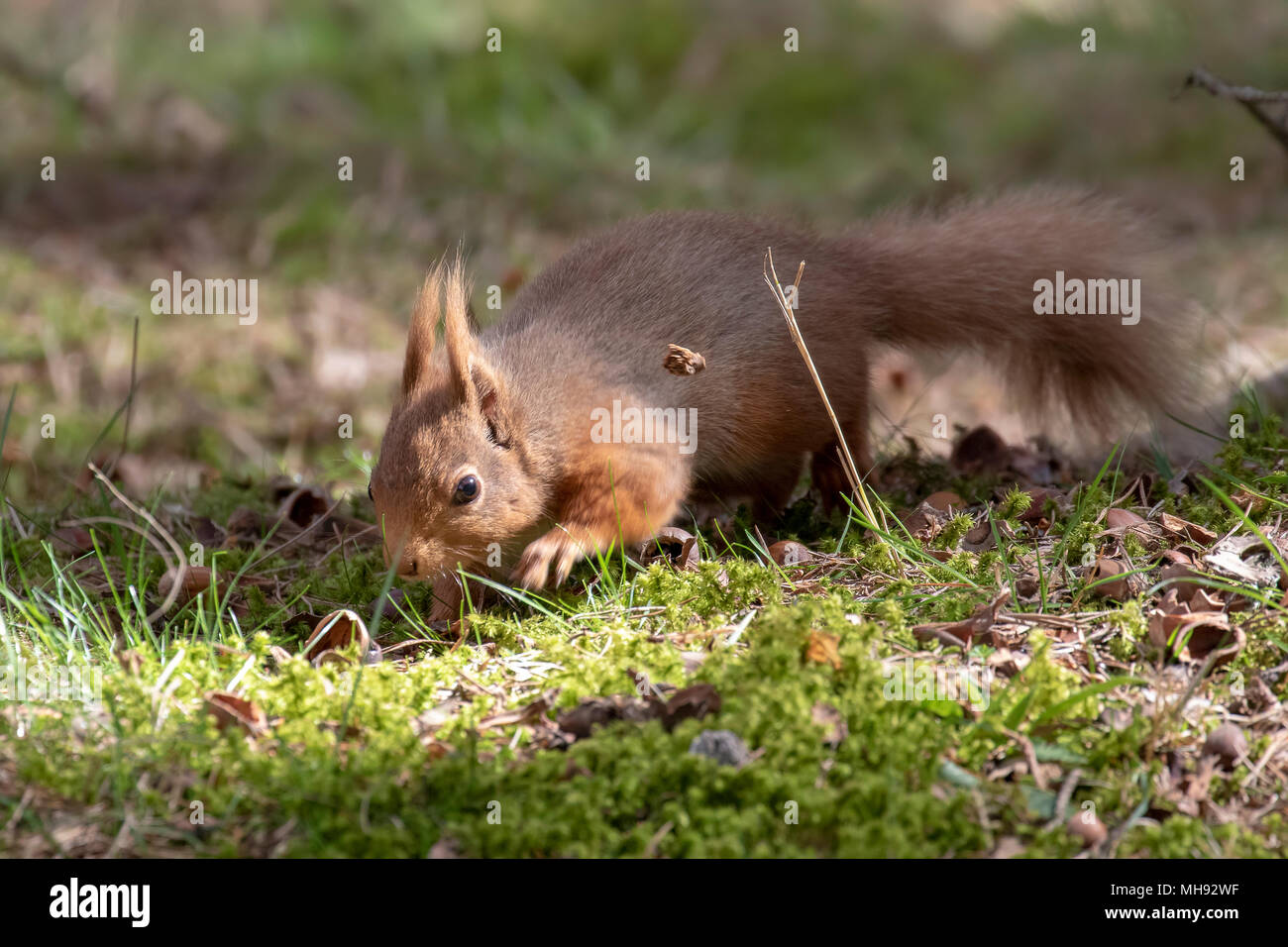 Red squirrel, Sciurus Vulgaris, silhouette sitting on heather and grass in the forests of cairngorms national, scotland eating nuts Stock Photo