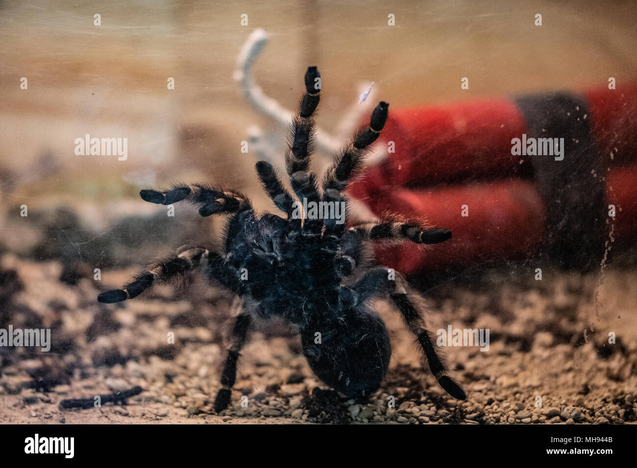 Mexican Tarantula spider at Cotswold Wildlife Park.   April 2018 Stock Photo